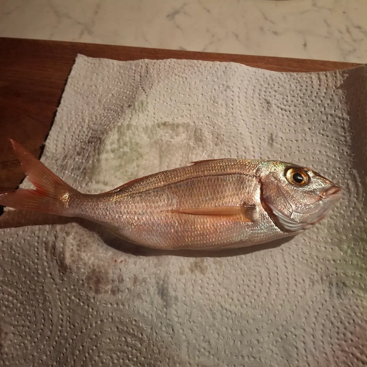 The most recent Common pandora catches on Fishbrain