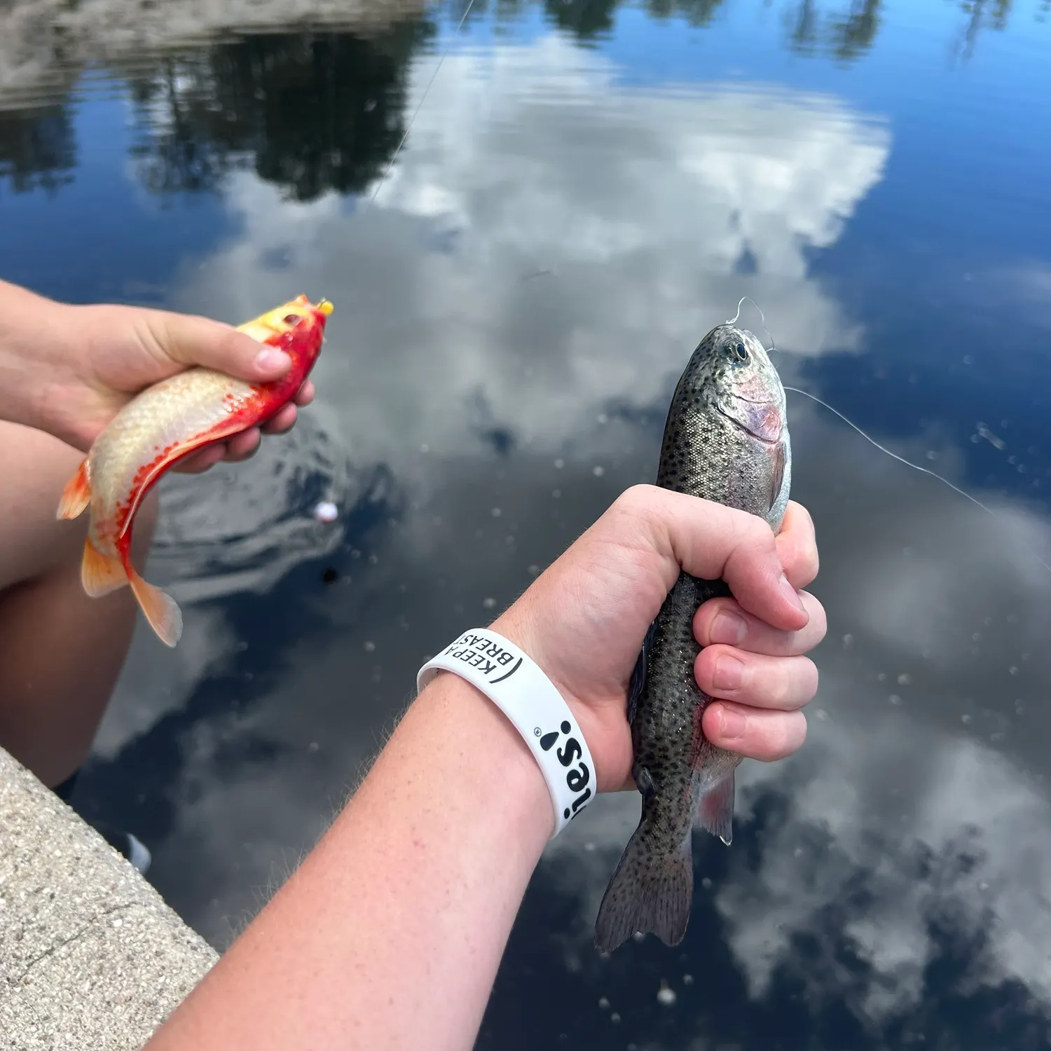recently logged catches