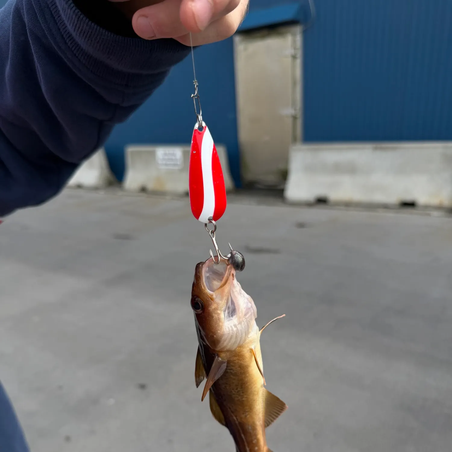 The most recent Atlantic tomcod catches on Fishbrain