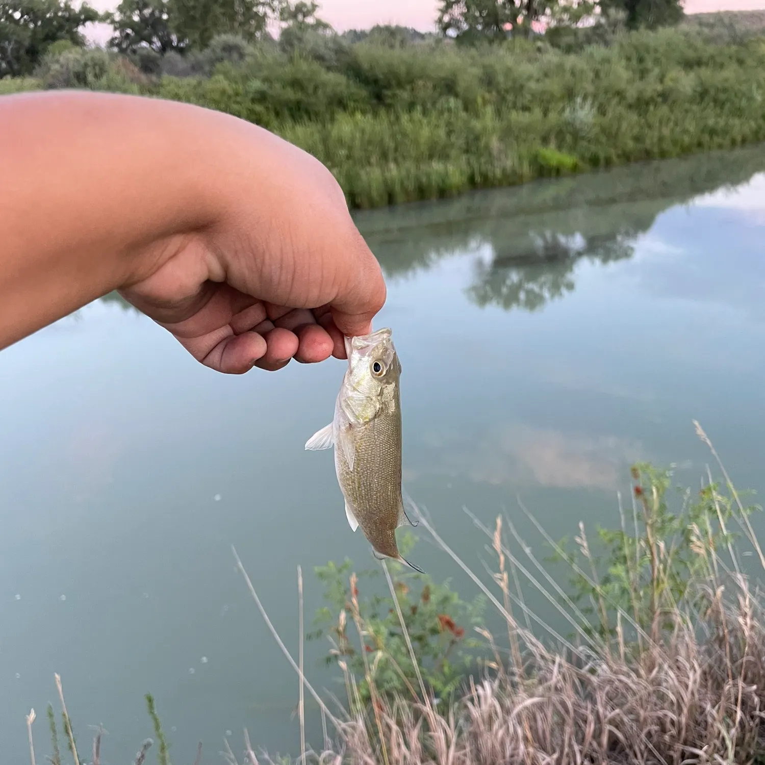 Fish caught on Fishbrain