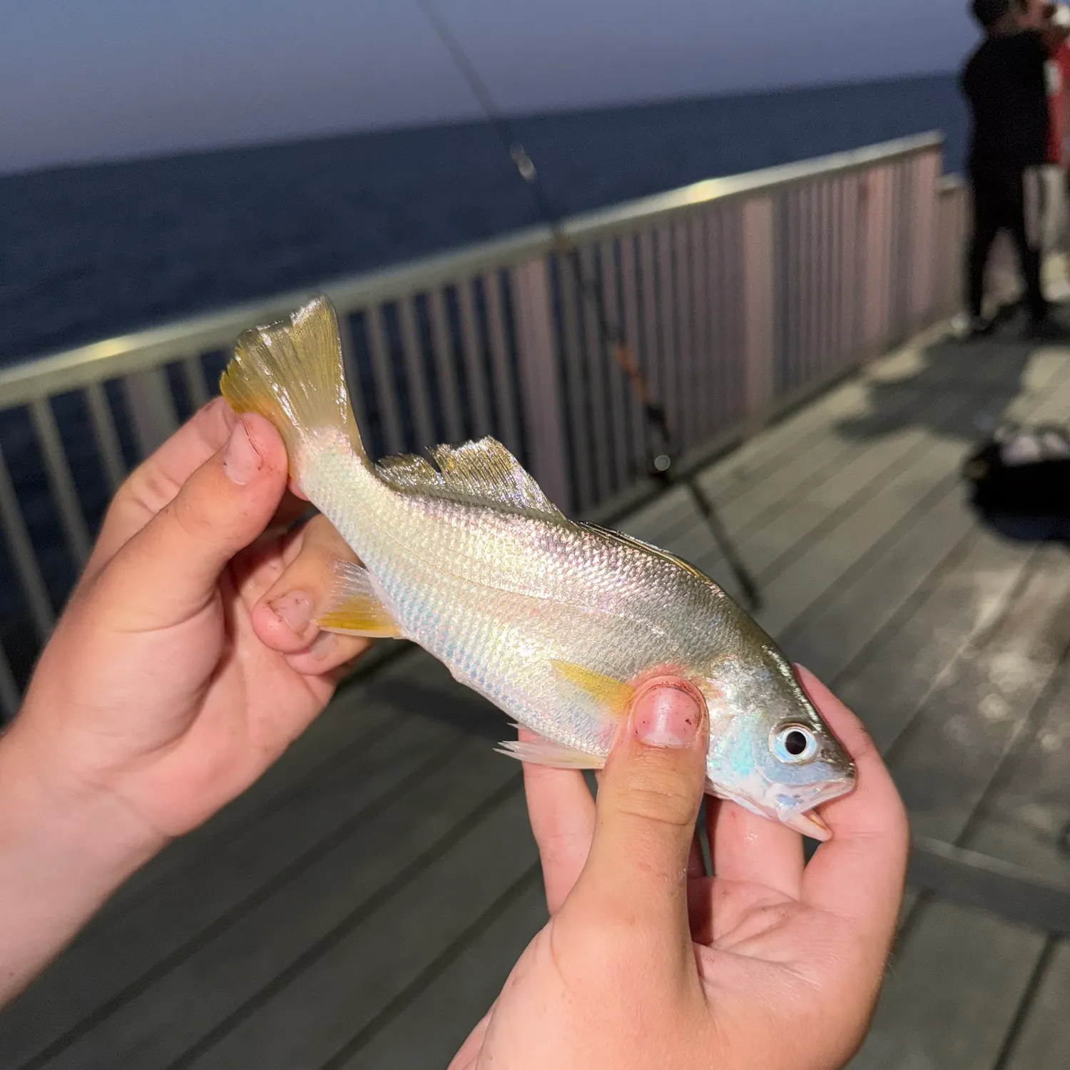 Yellowfin croaker caught on Fishbrain