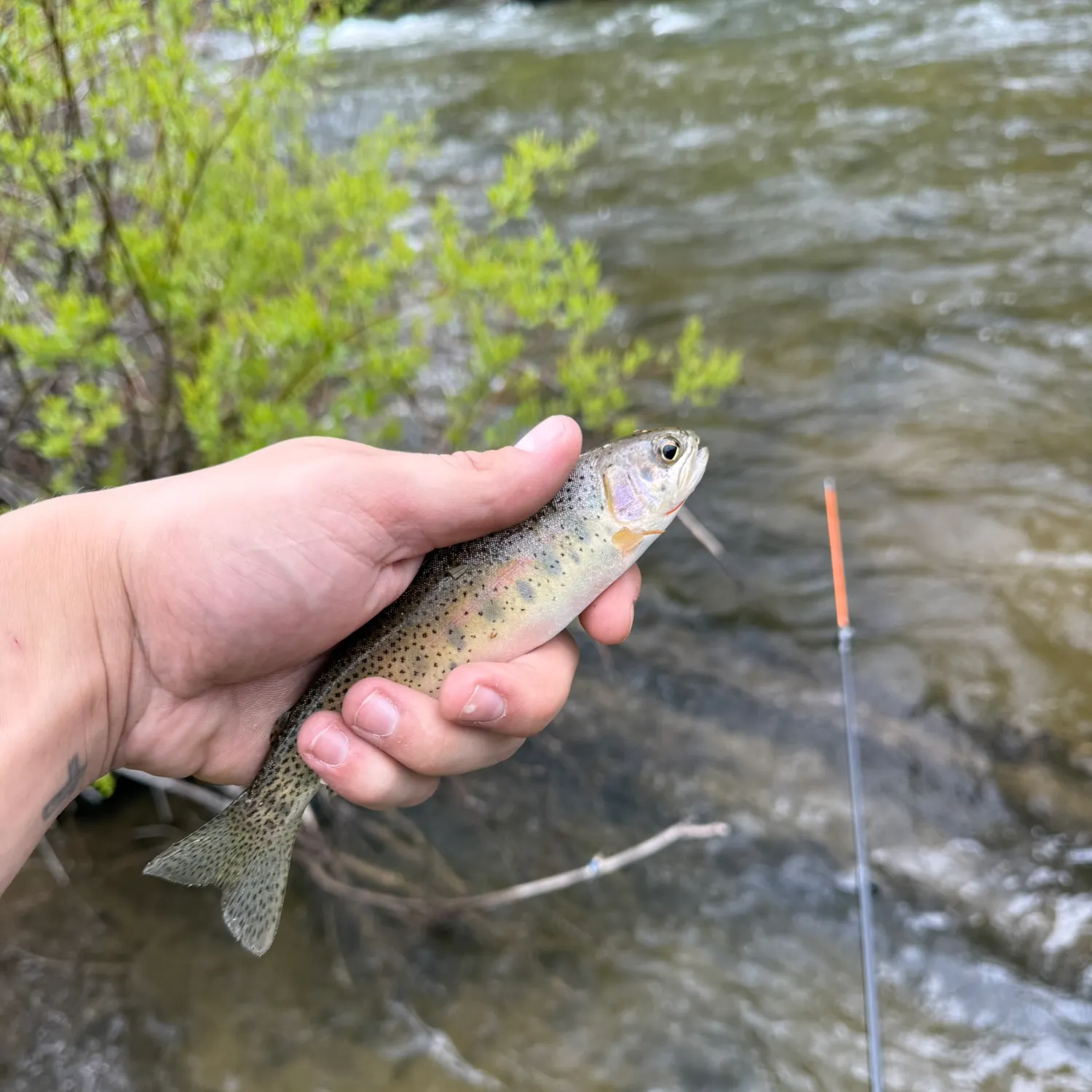 The most recent Westlope cutthroat trout catches on Fishbrain