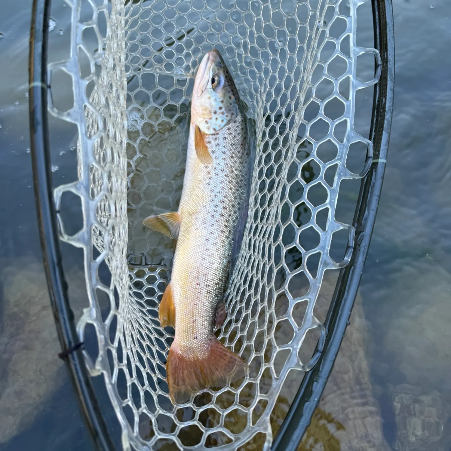 Brown trout caught on Fishbrain