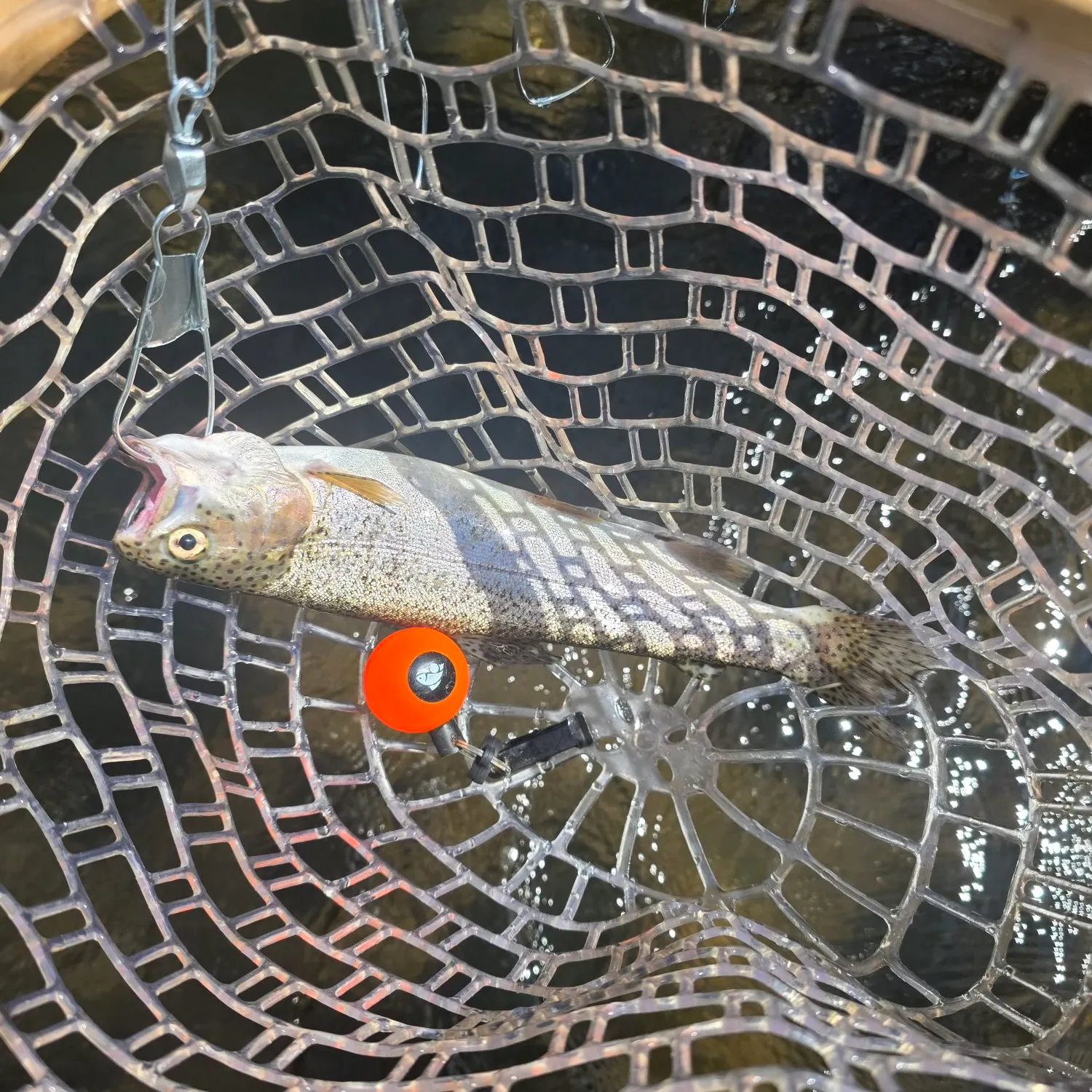 Rainbow trout caught on Fishbrain