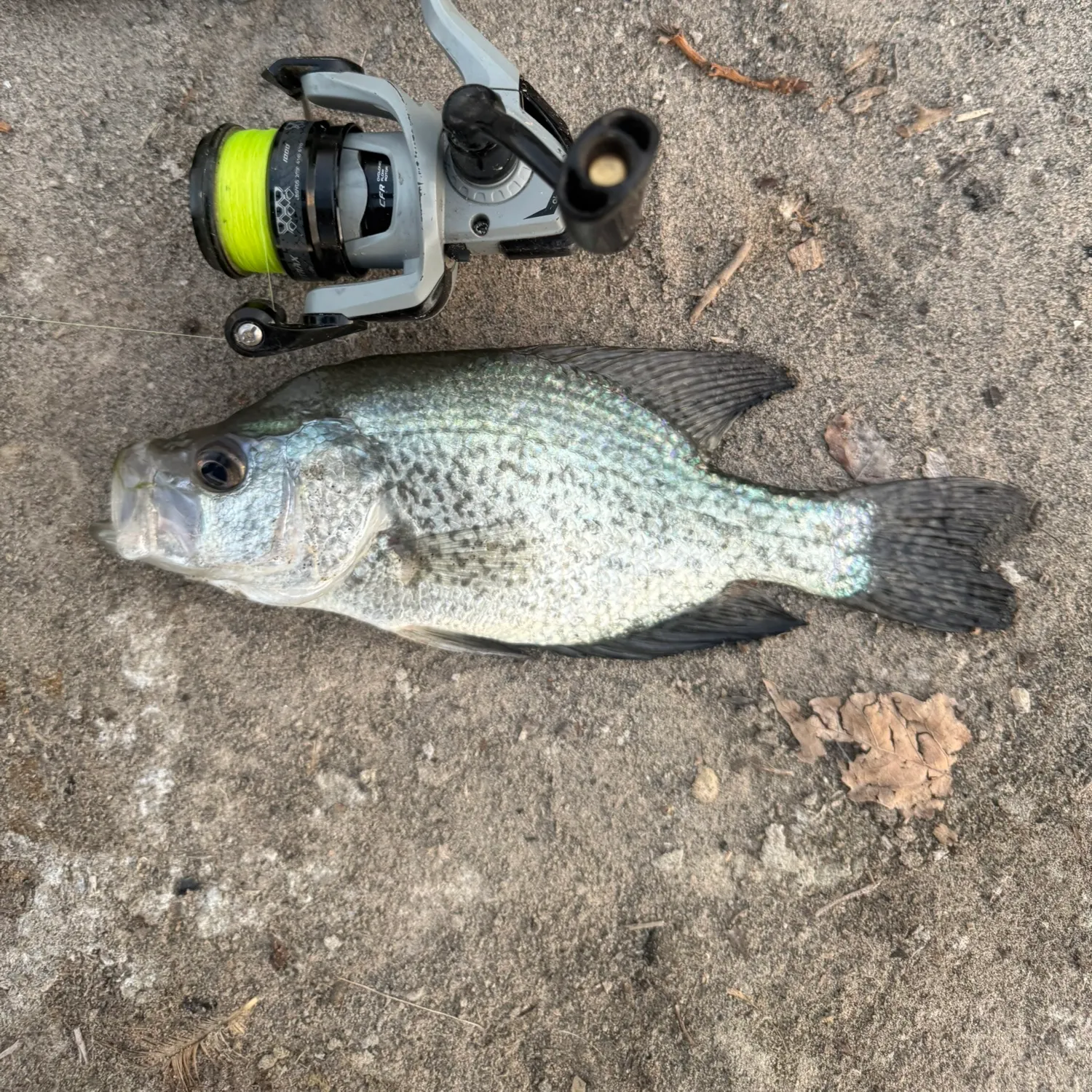 Black crappie caught on Fishbrain