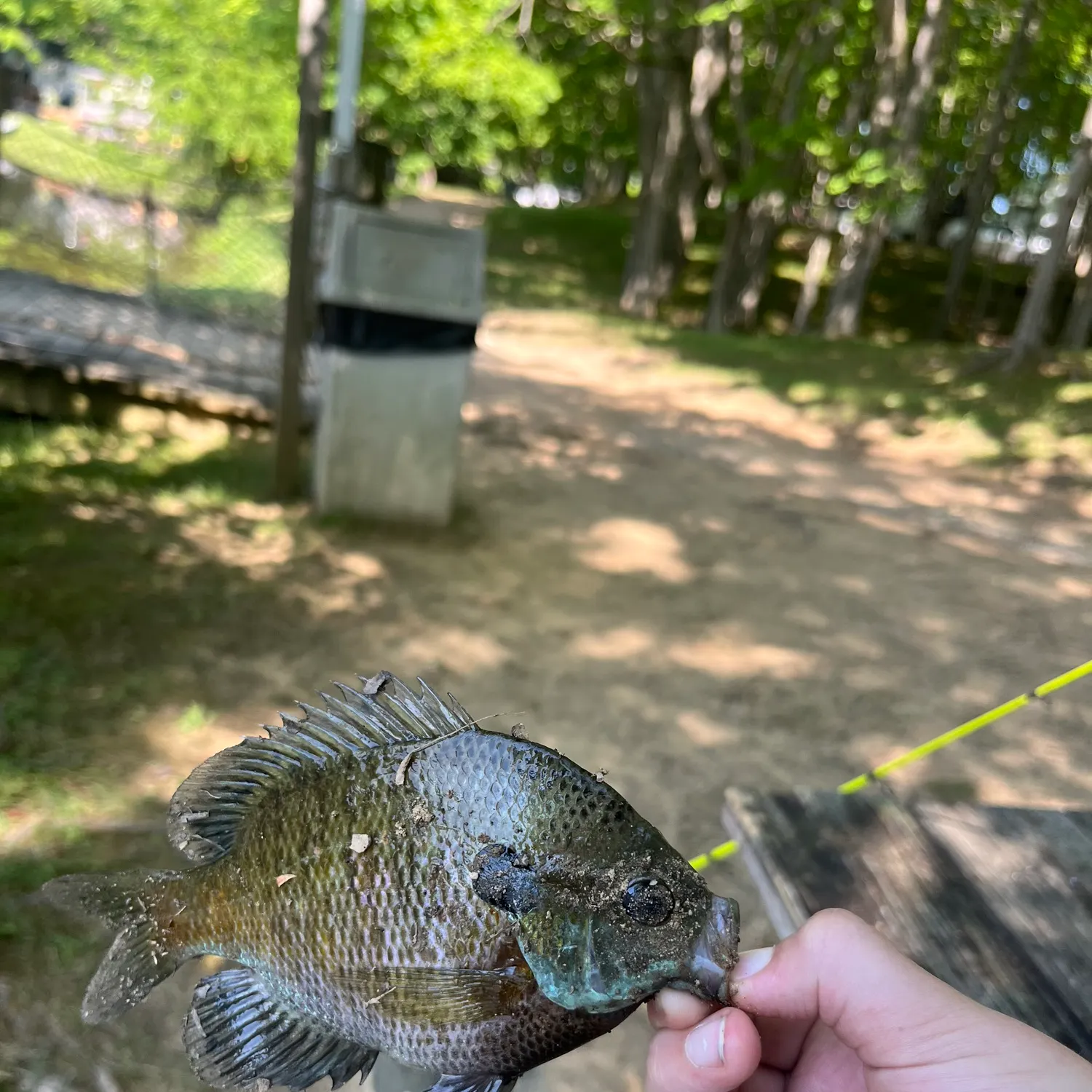 Bluegill caught on Fishbrain