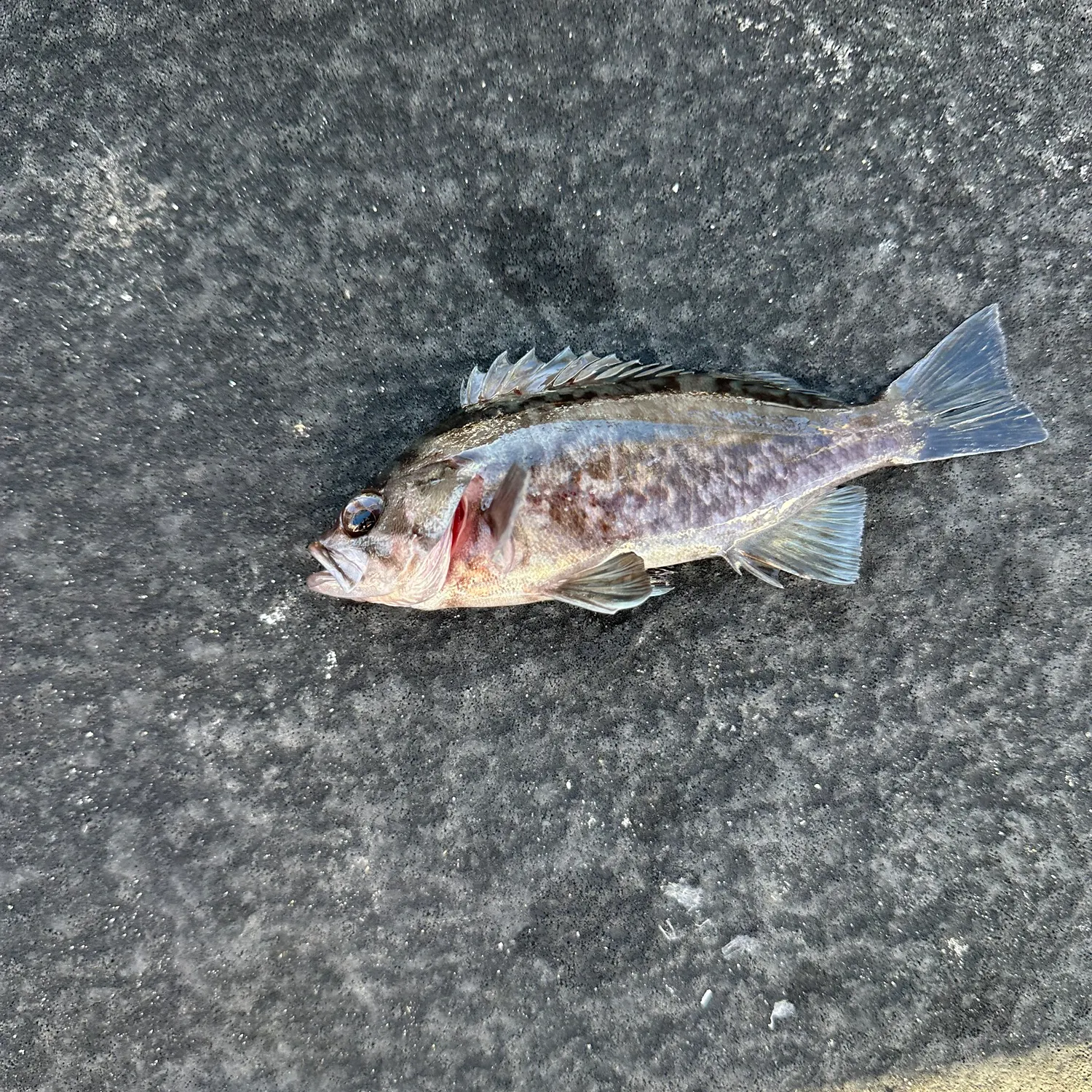 Black rockfish caught on Fishbrain