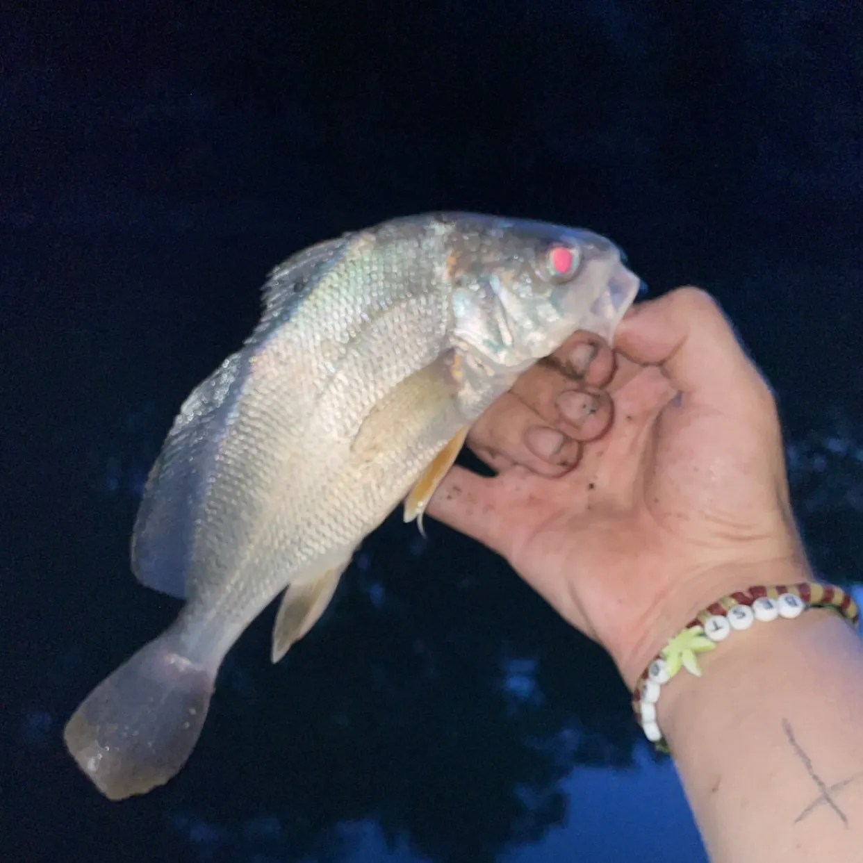 Freshwater drum caught on Fishbrain