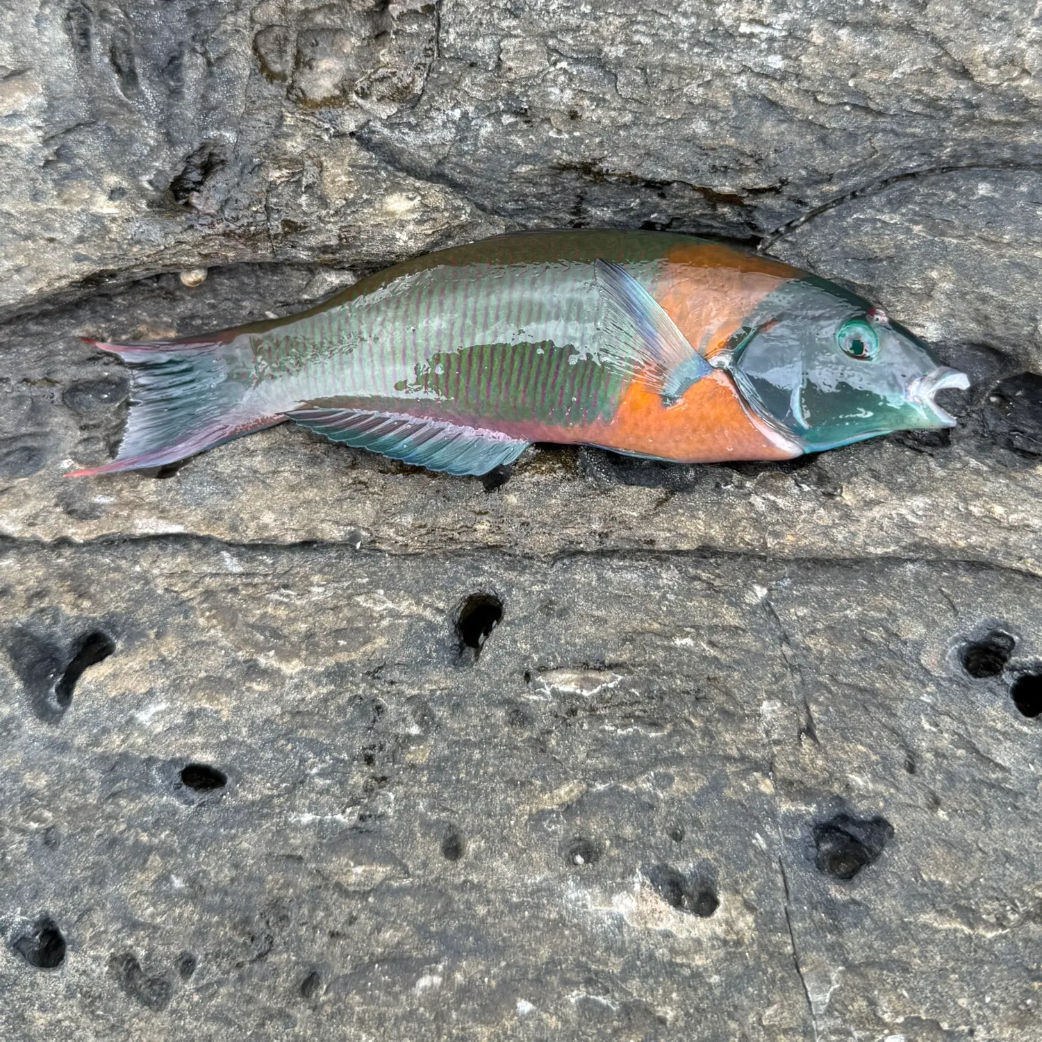 The most recent Saddle wrasse catches on Fishbrain