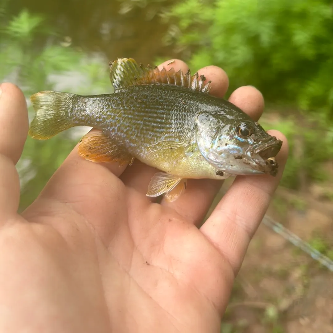 Green sunfish caught on Fishbrain