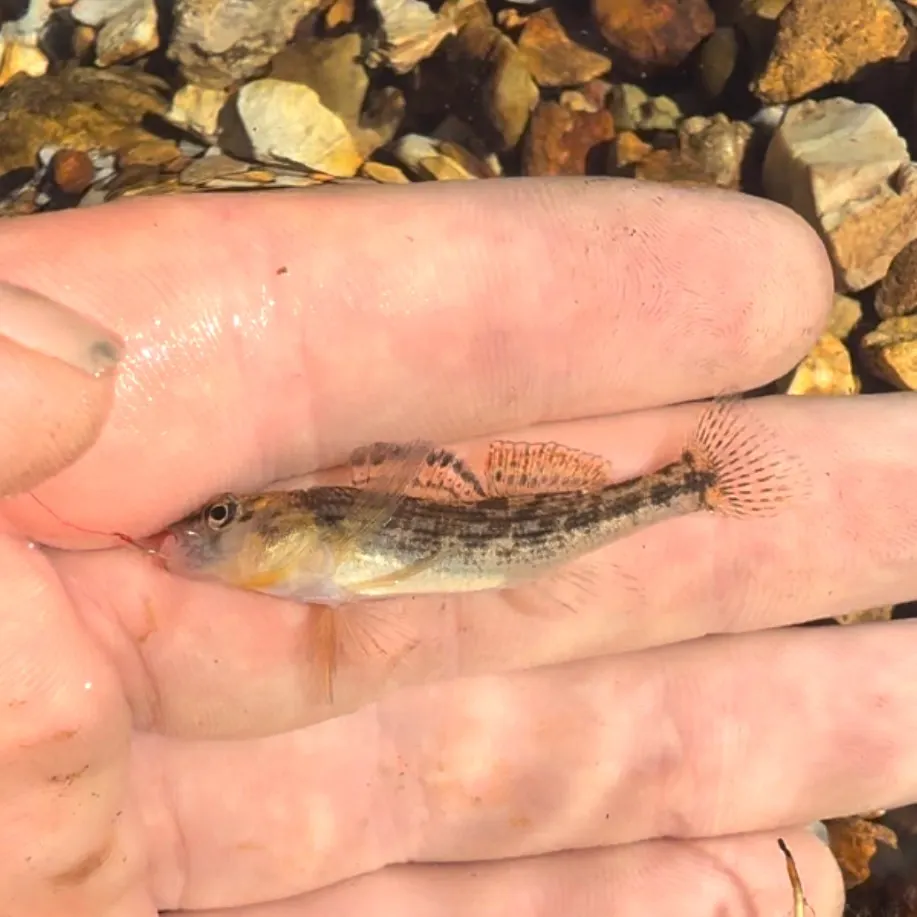 Orangethroat darter caught on Fishbrain
