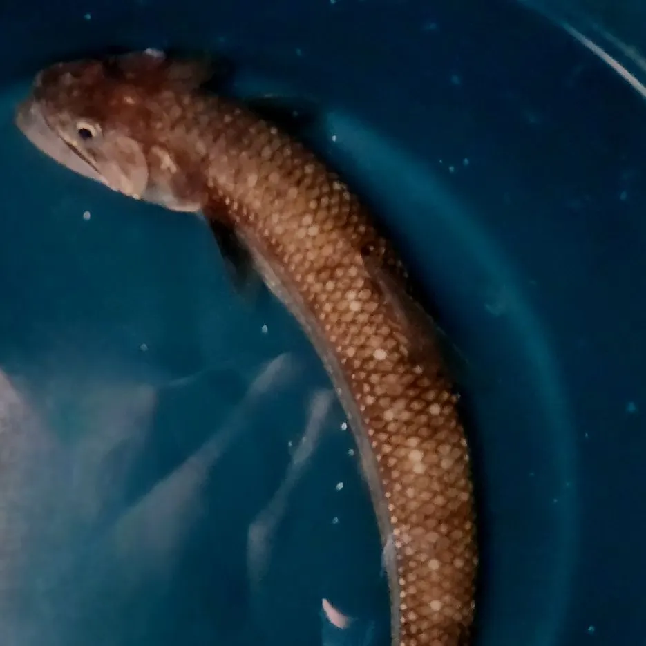 The most recent Blue-spotted flathead catches on Fishbrain