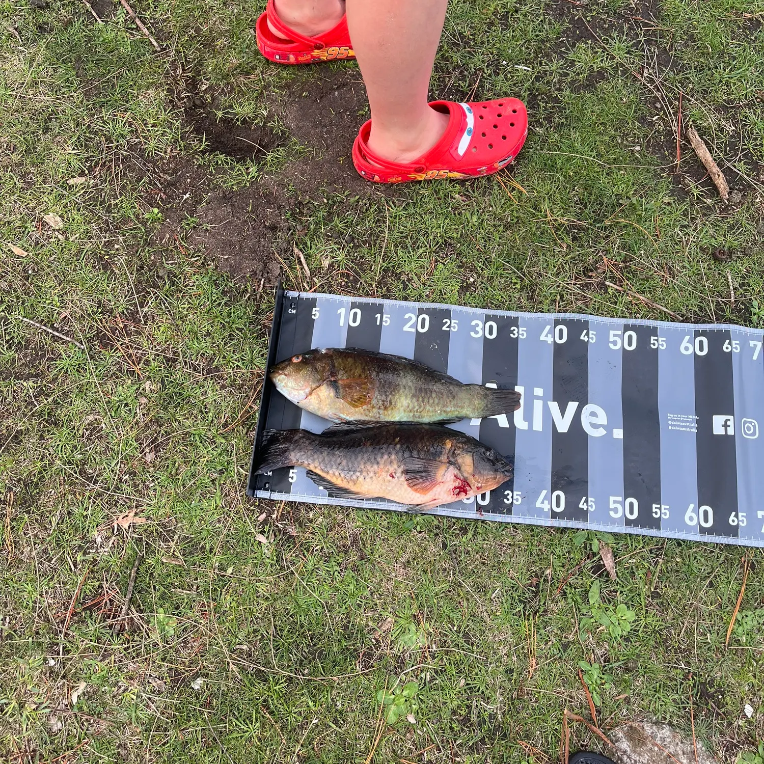 The most recent Blue-throated wrasse catches on Fishbrain