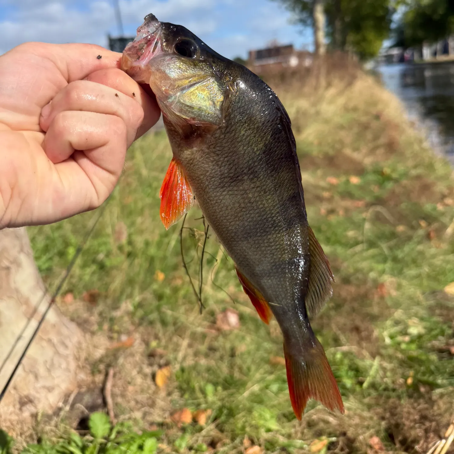 European perch caught on Fishbrain