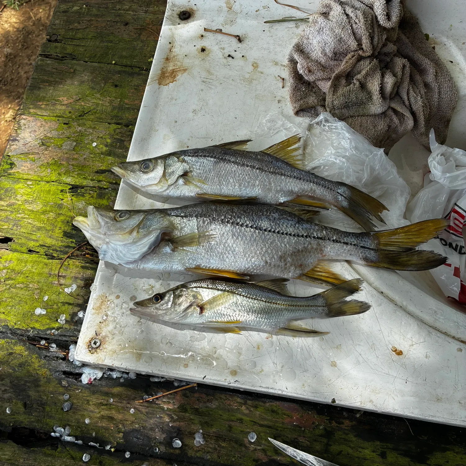 recently logged catches