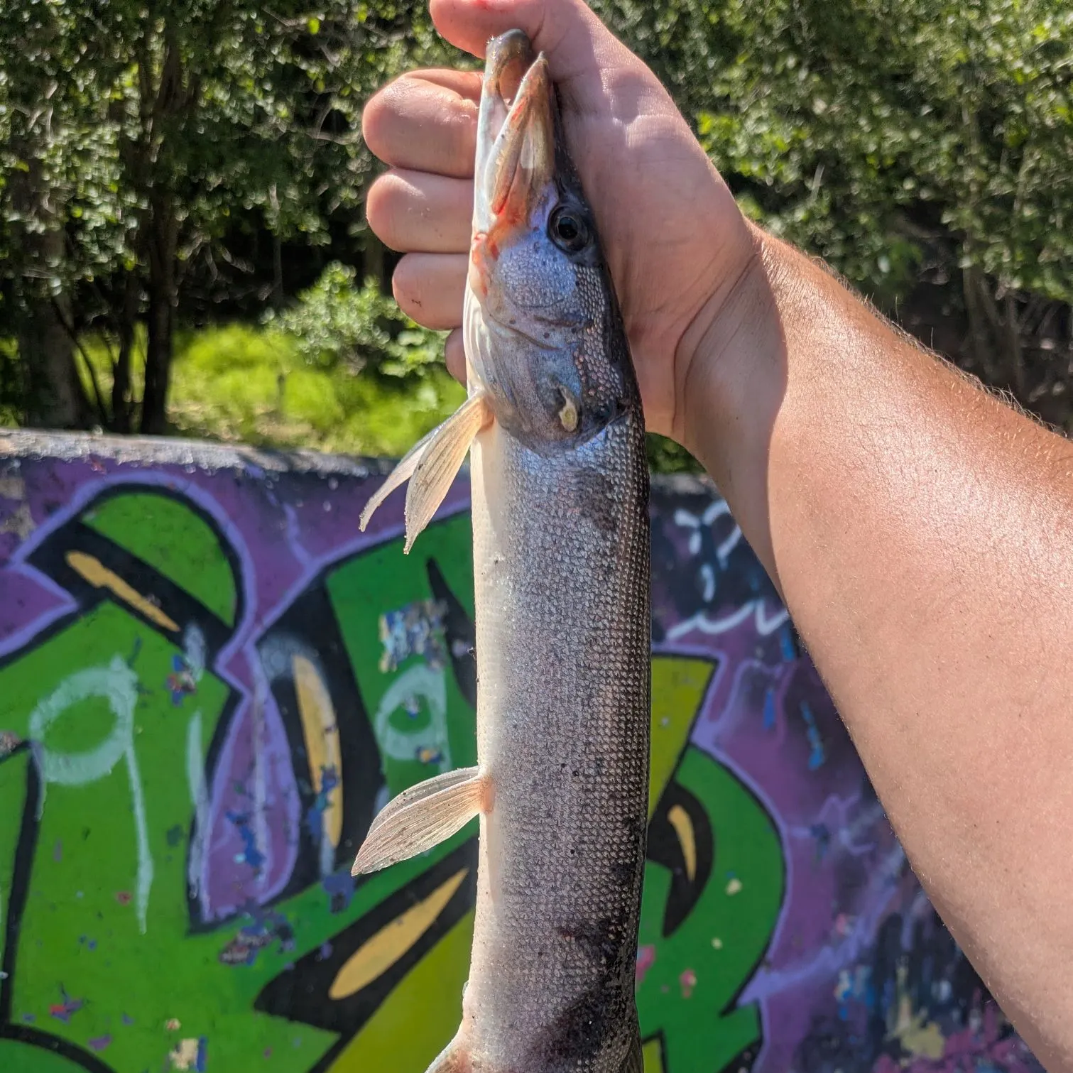 The most recent Silver pike catches on Fishbrain