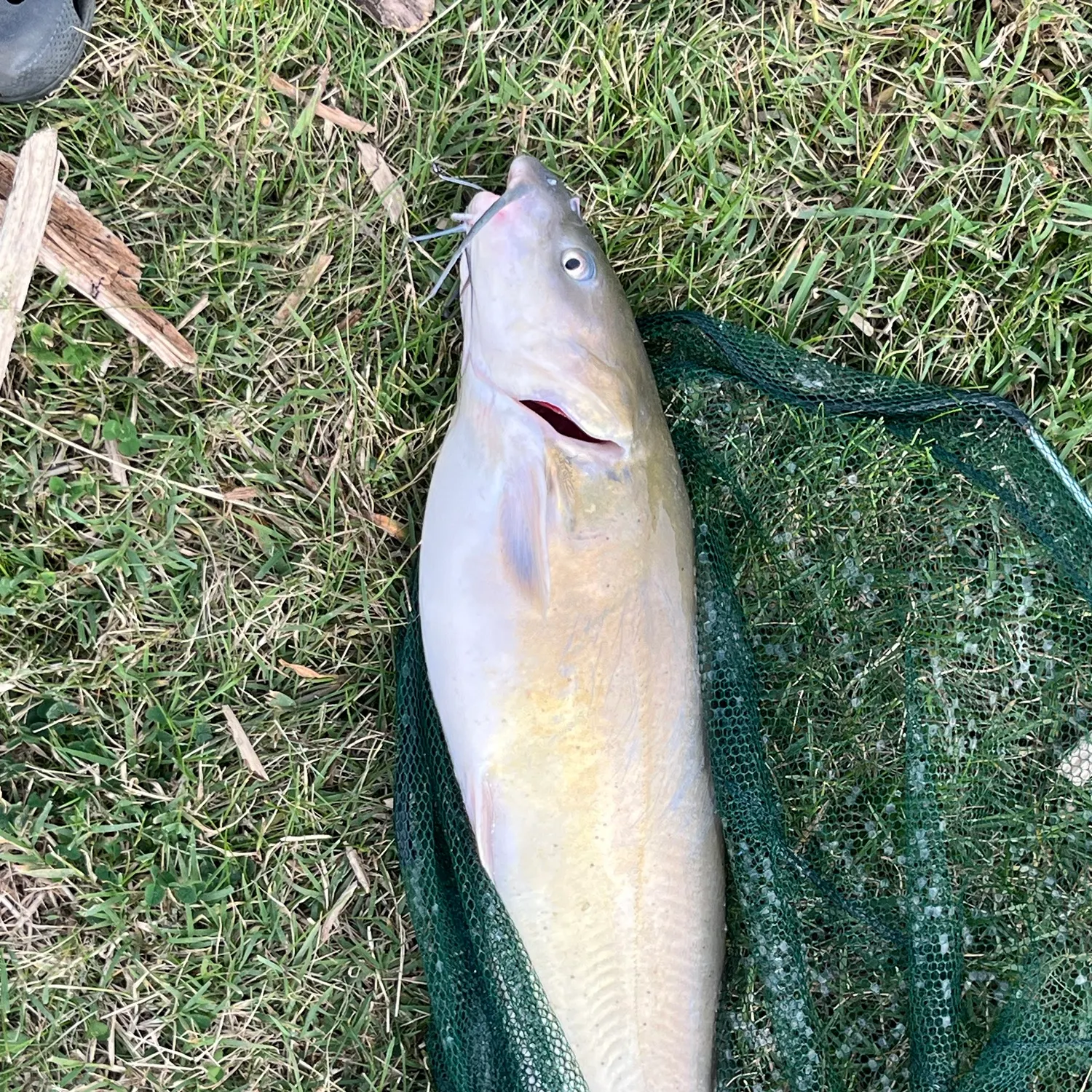 Channel catfish caught on Fishbrain
