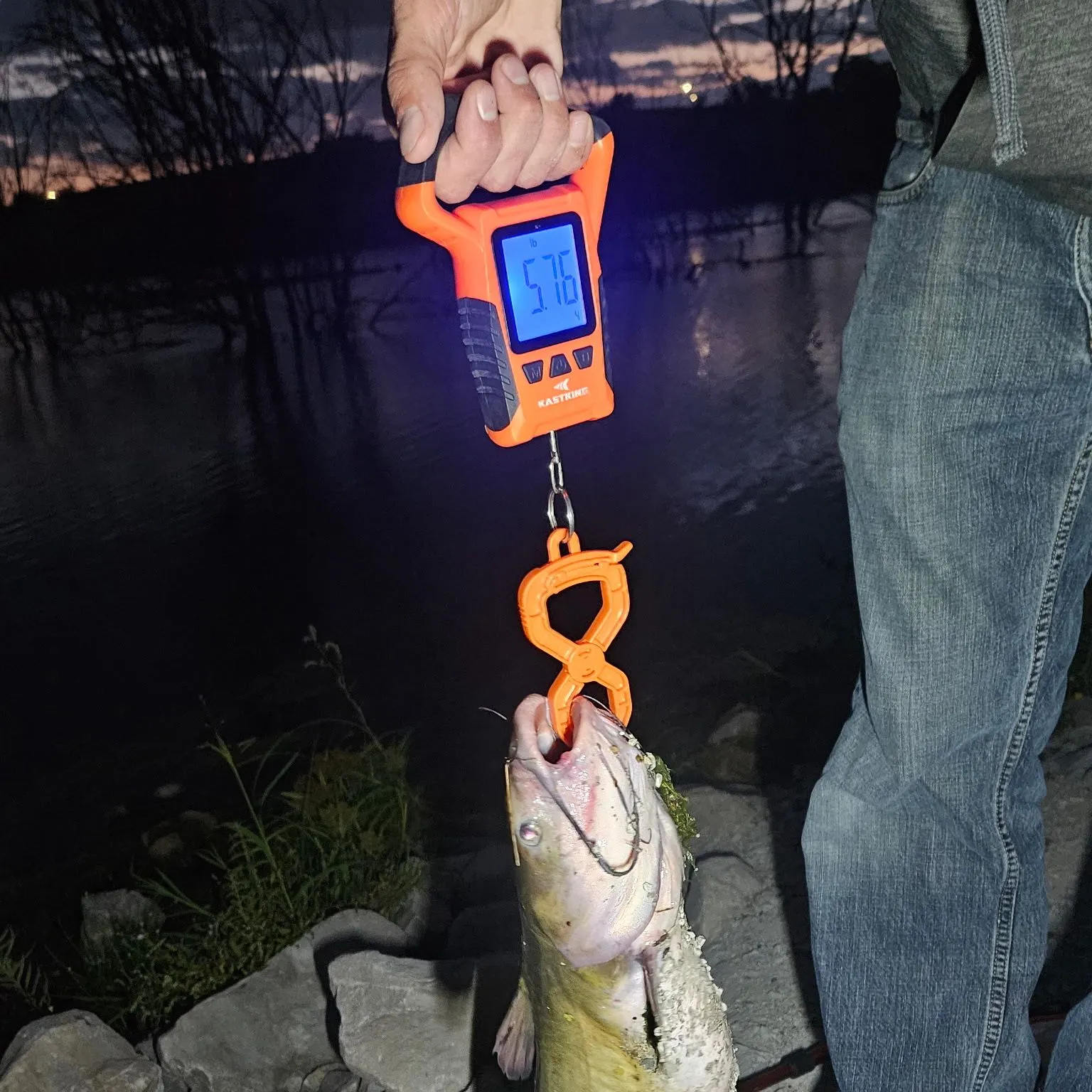Channel catfish caught on Fishbrain
