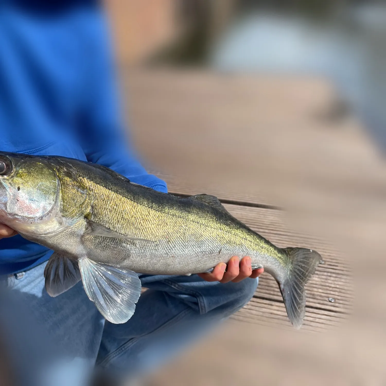 The most recent Zander catches on Fishbrain