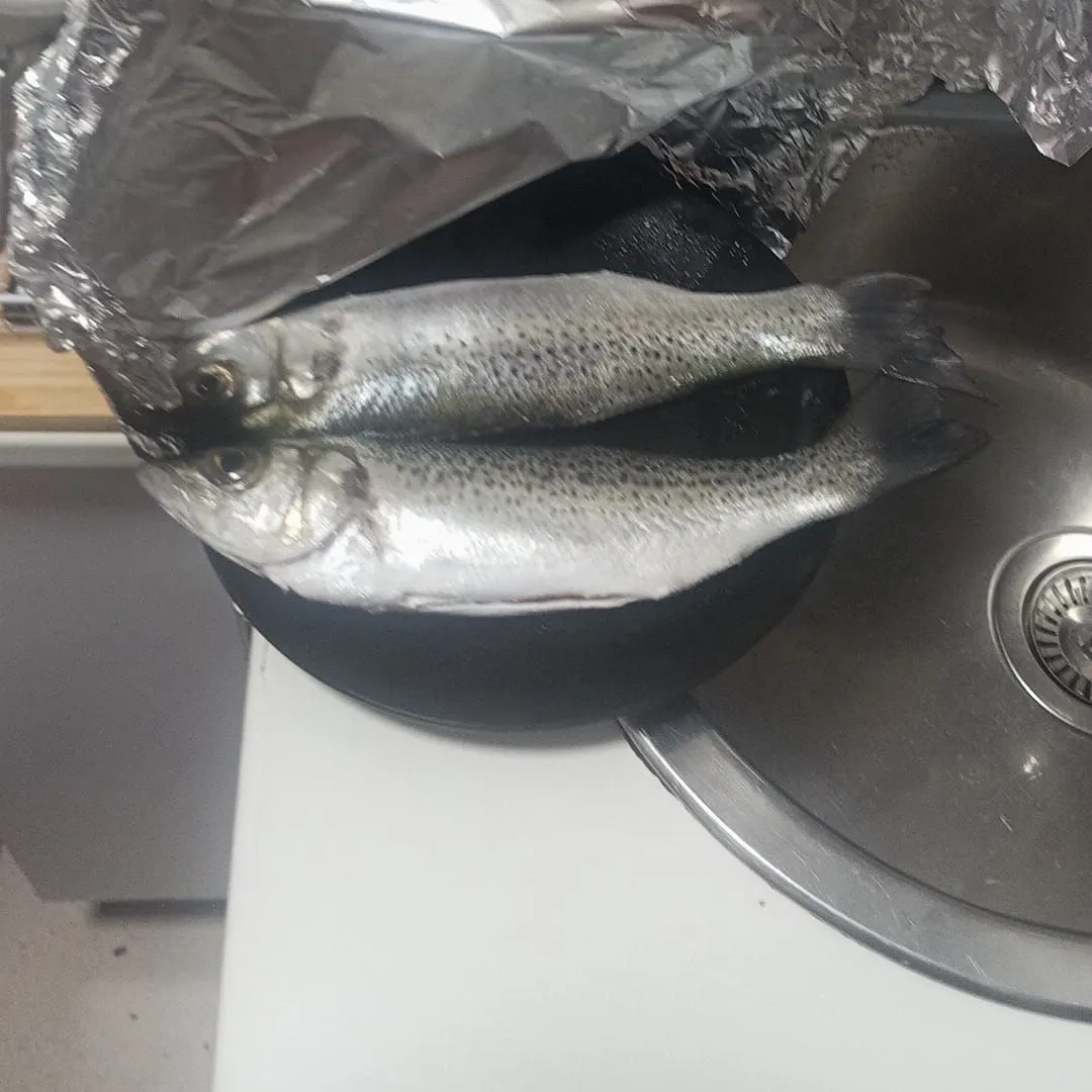The most recent Spotted seabass catches on Fishbrain