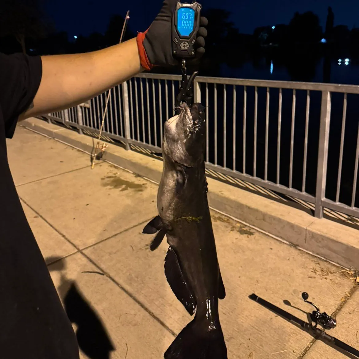 Channel catfish caught on Fishbrain