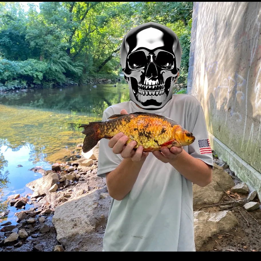Goldfish caught on Fishbrain