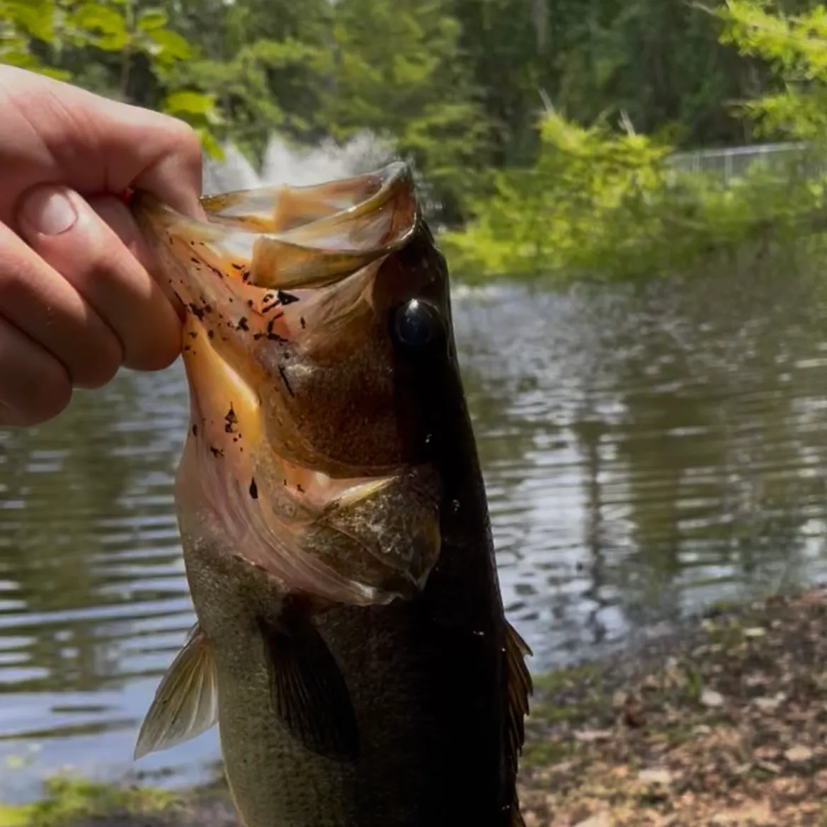 The most recent F1 bass catches on Fishbrain