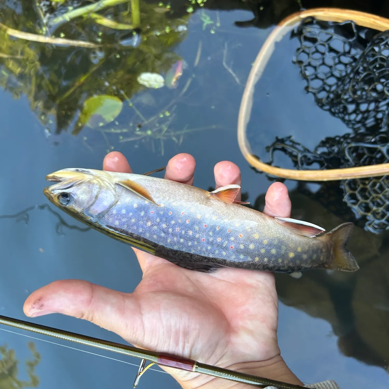 Brook trout caught on Fishbrain