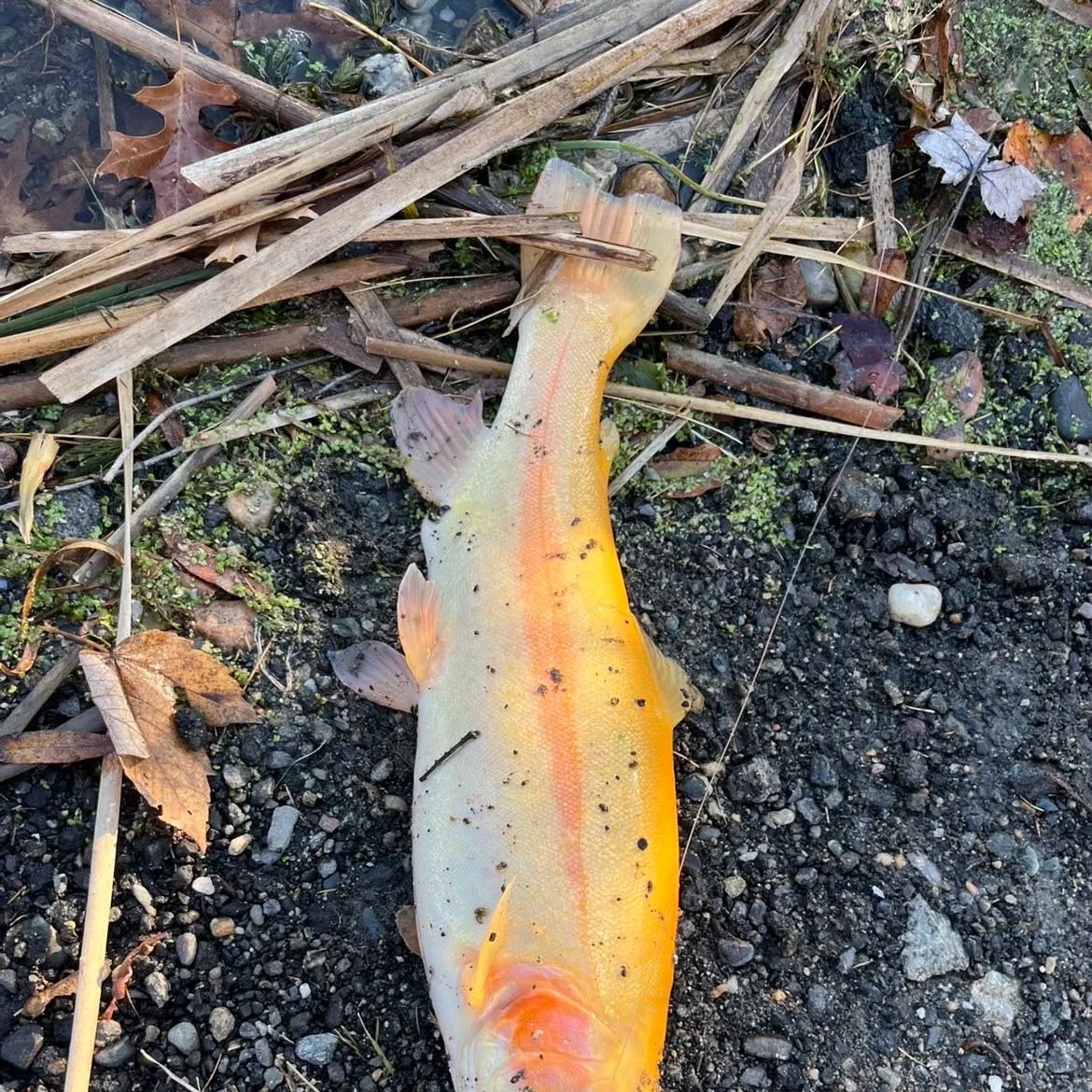 The most recent Golden rainbow trout catches on Fishbrain