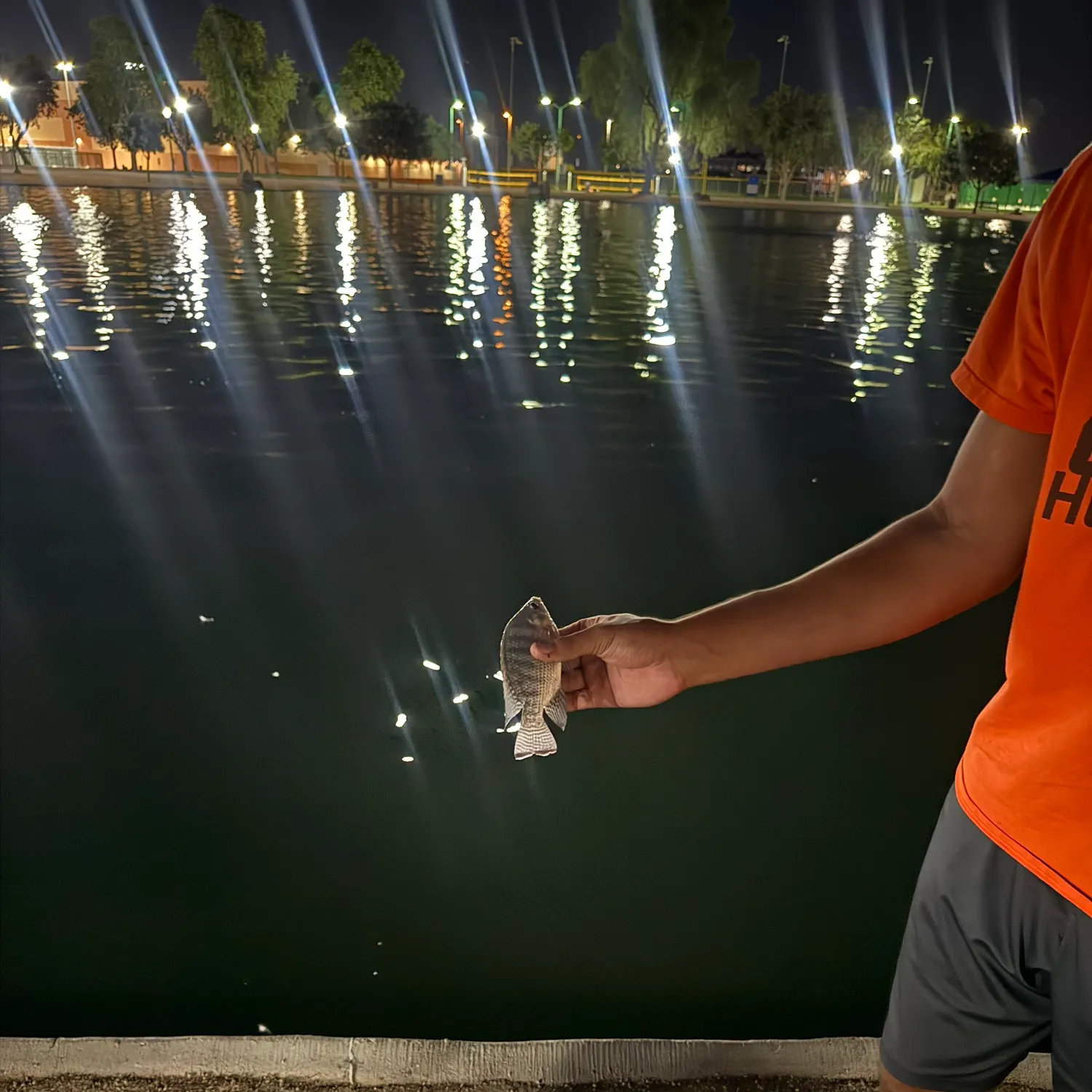 Nile tilapia caught on Fishbrain