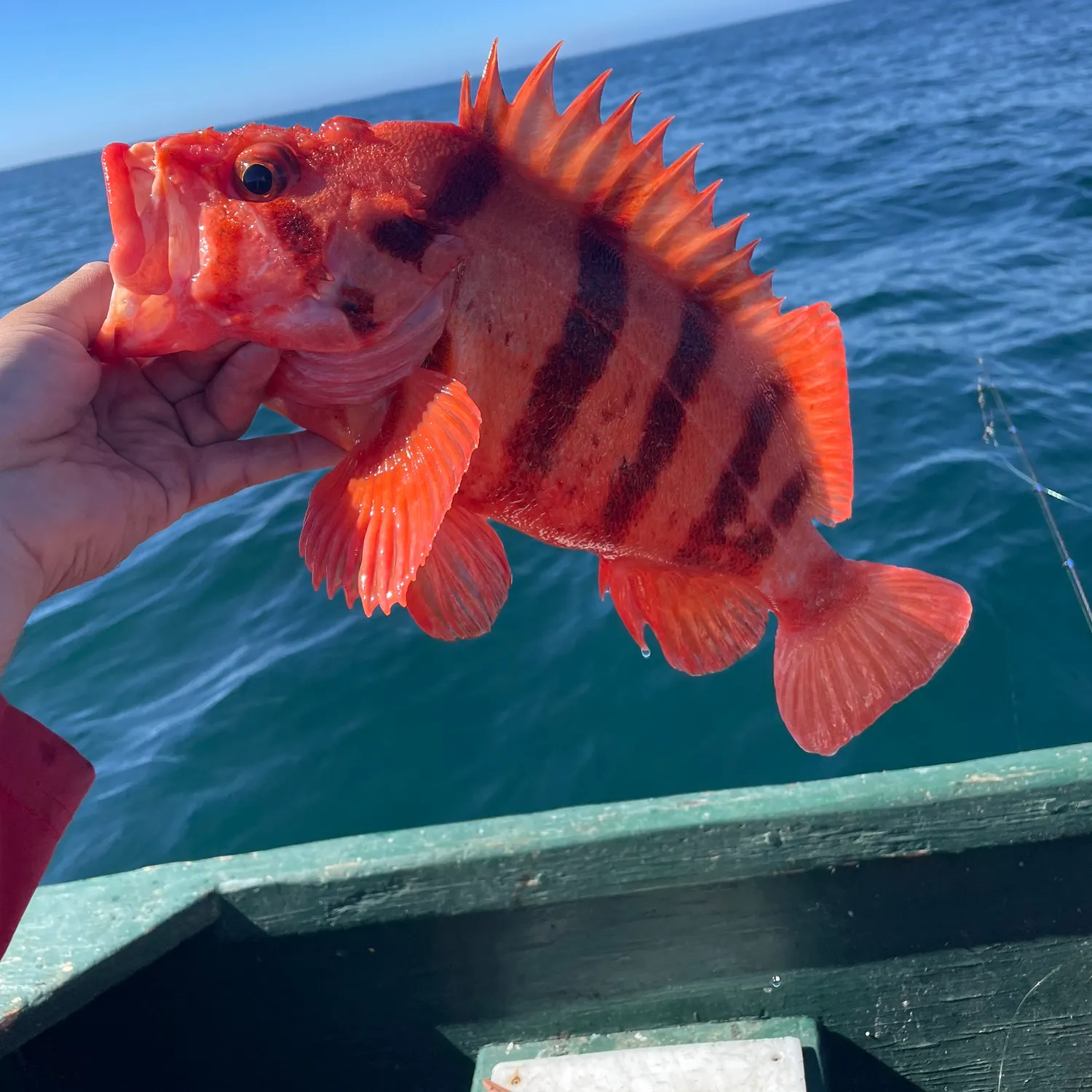 Fish caught on Fishbrain