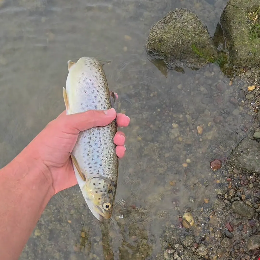 Brown trout caught on Fishbrain