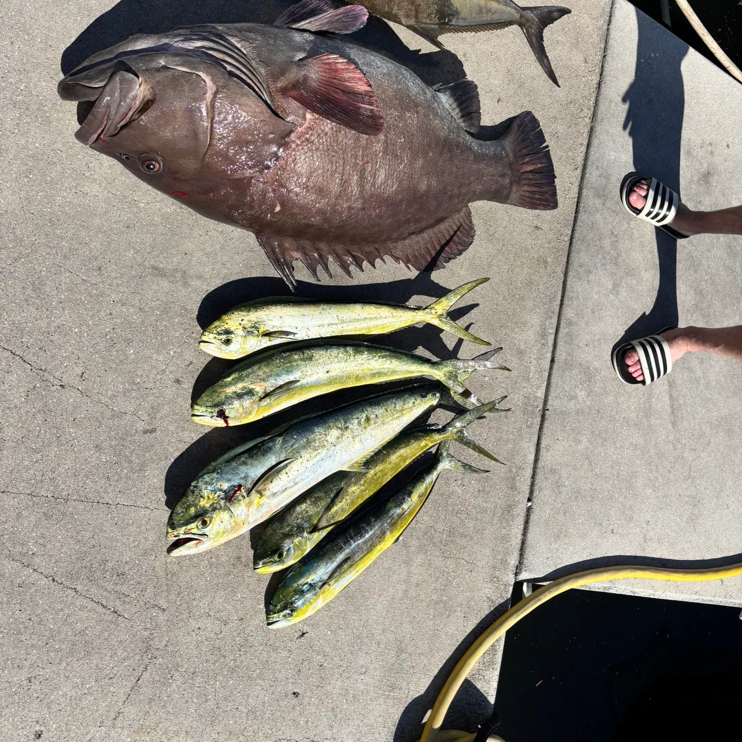 The most recent Warsaw grouper catches on Fishbrain