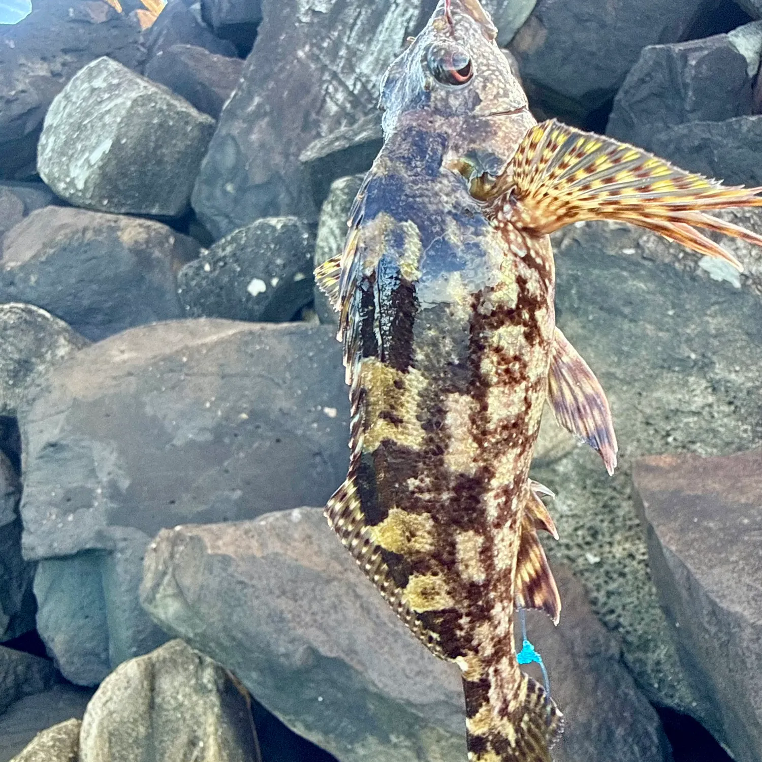 The most recent Areolate grouper catches on Fishbrain