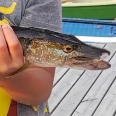 Northern pike caught on Fishbrain
