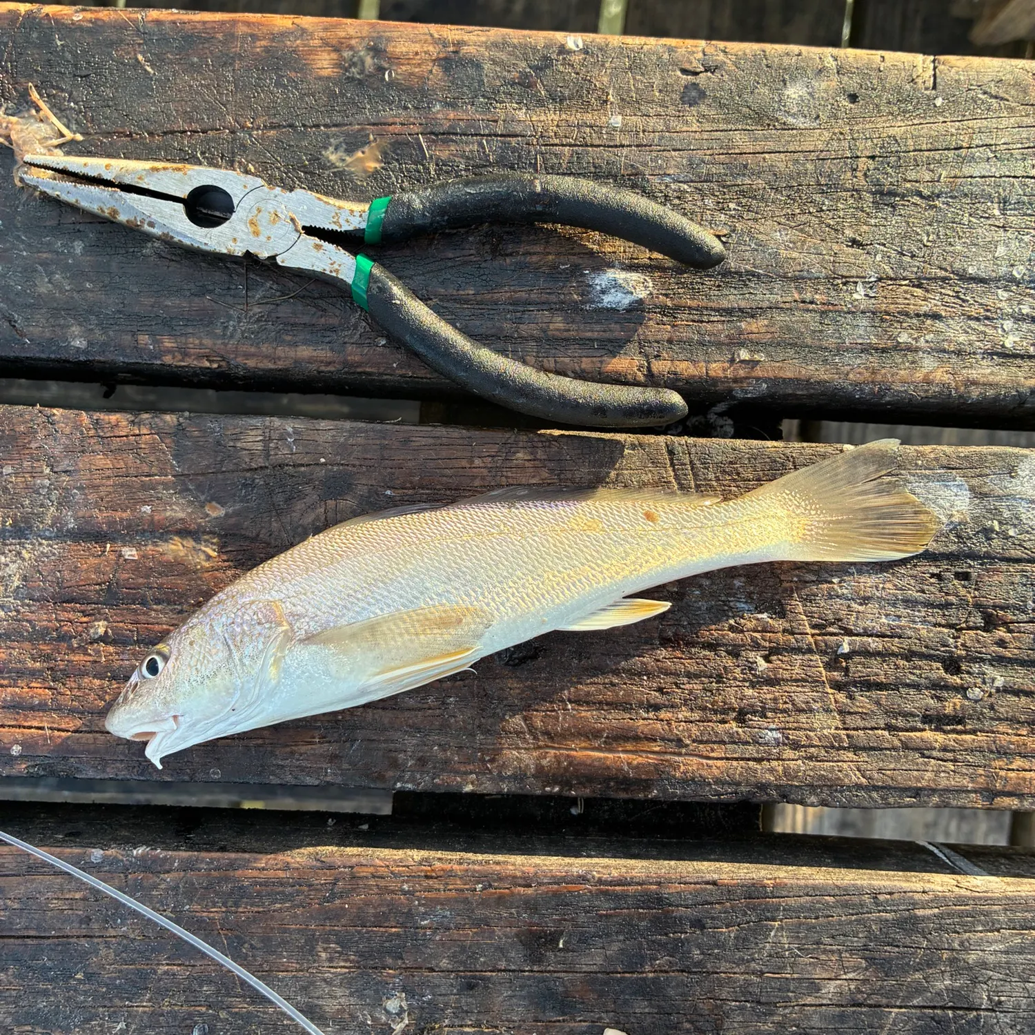 Gulf kingcroaker caught on Fishbrain
