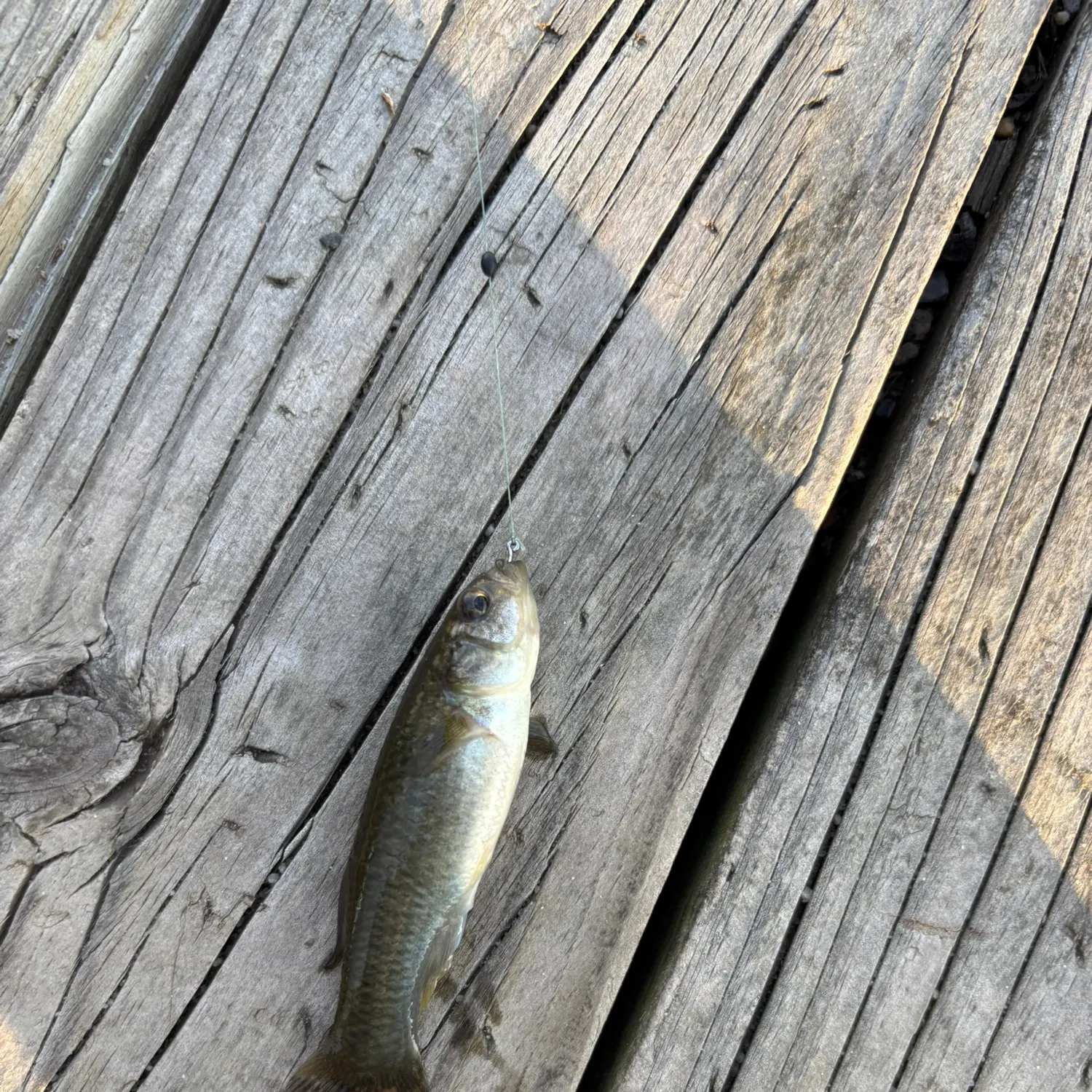 Fish caught on Fishbrain