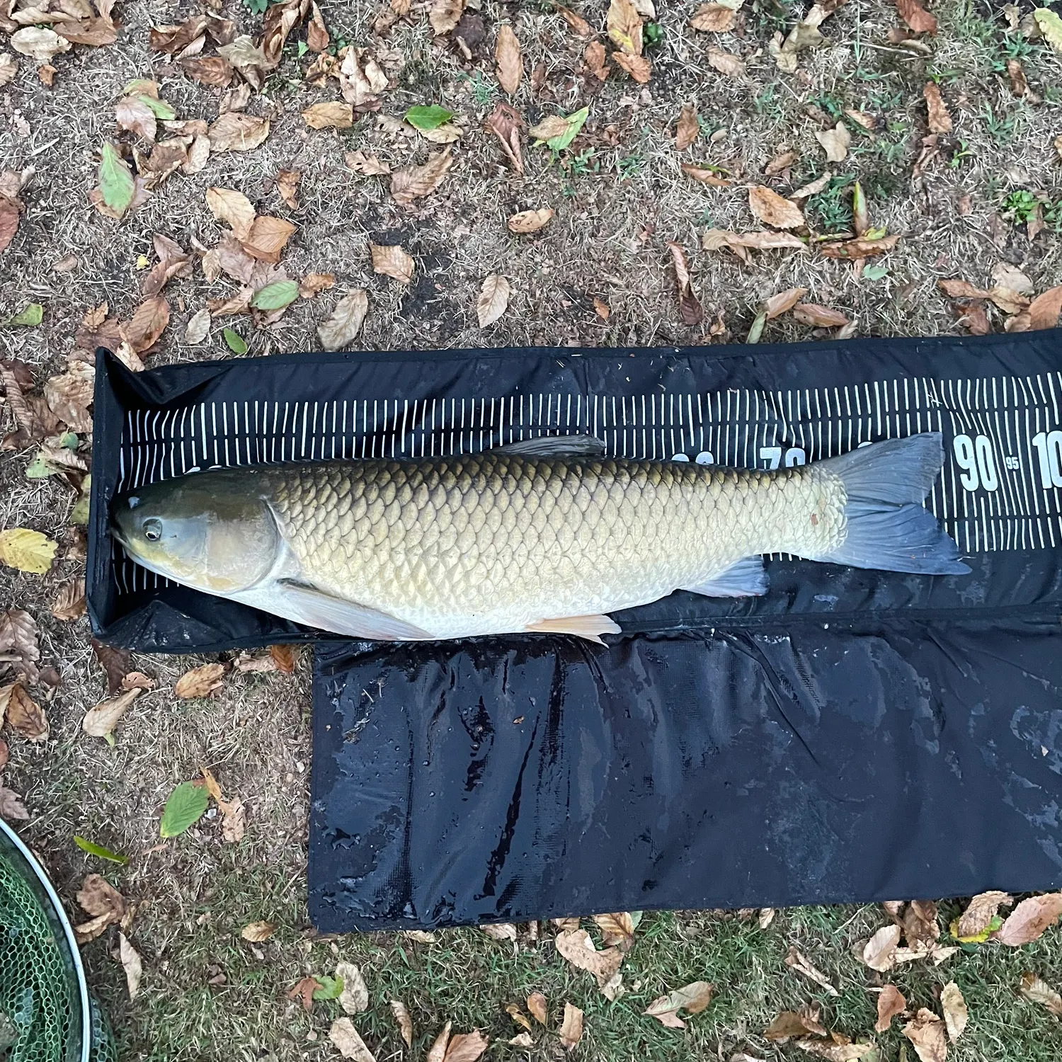 Grass carp caught on Fishbrain