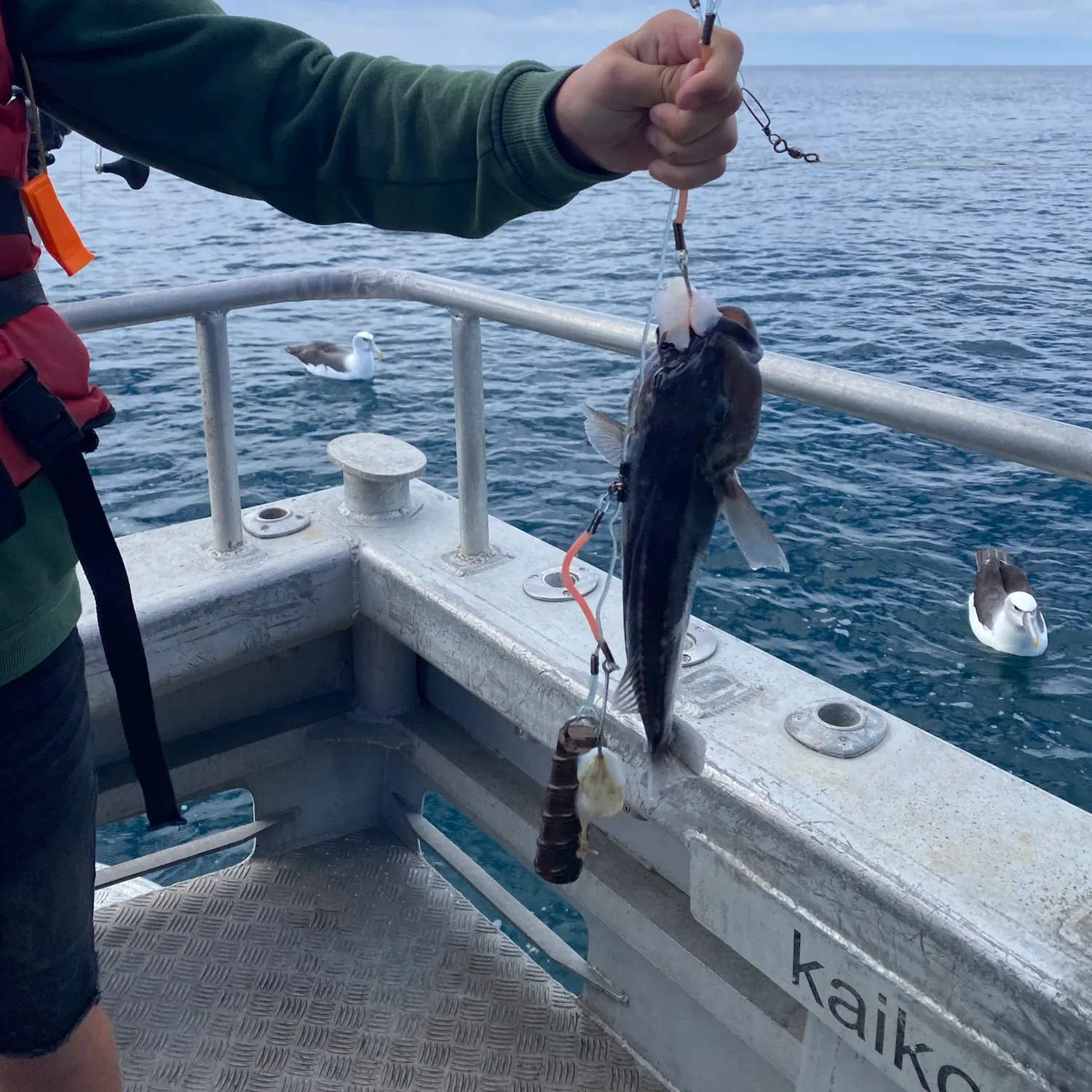 The most recent Blue cod catches on Fishbrain