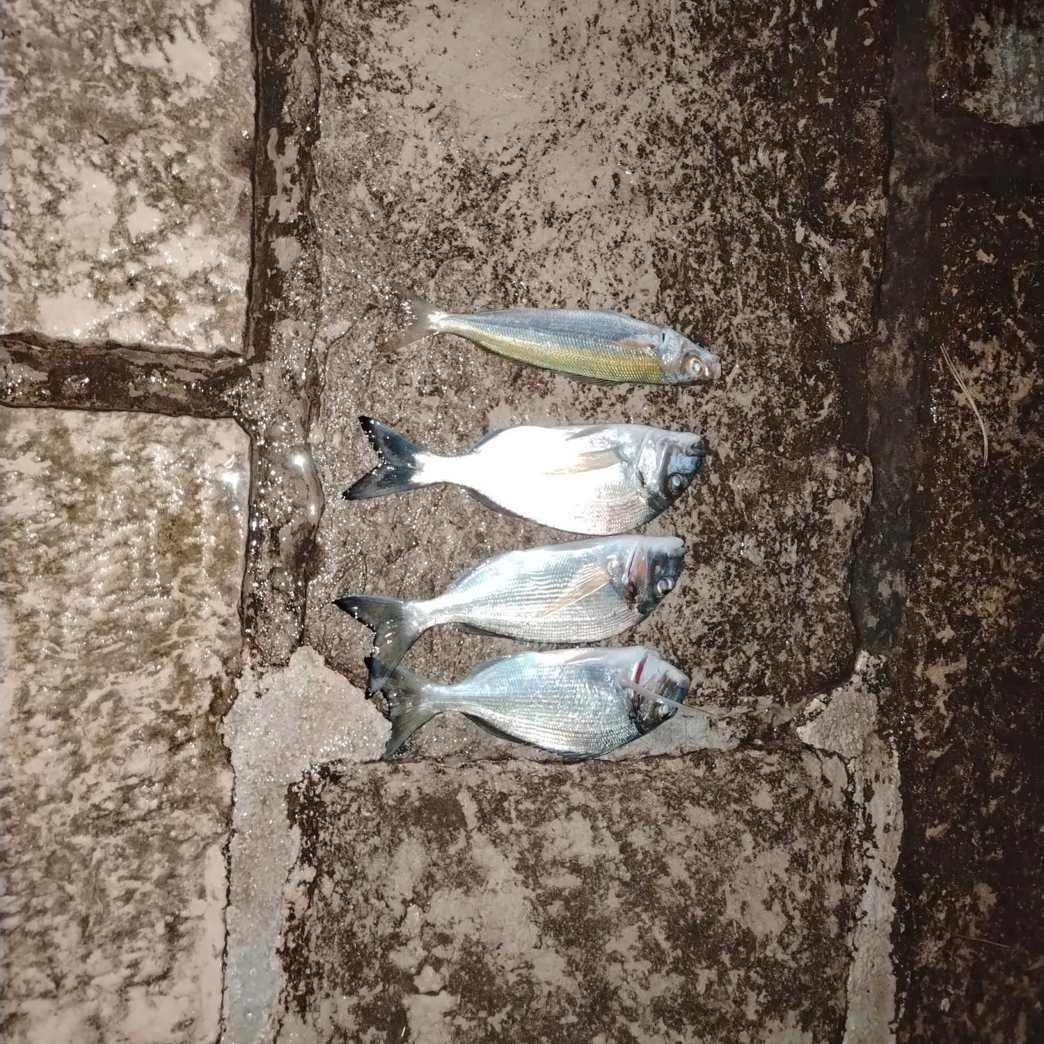 The most recent Gilthead seabream catches on Fishbrain