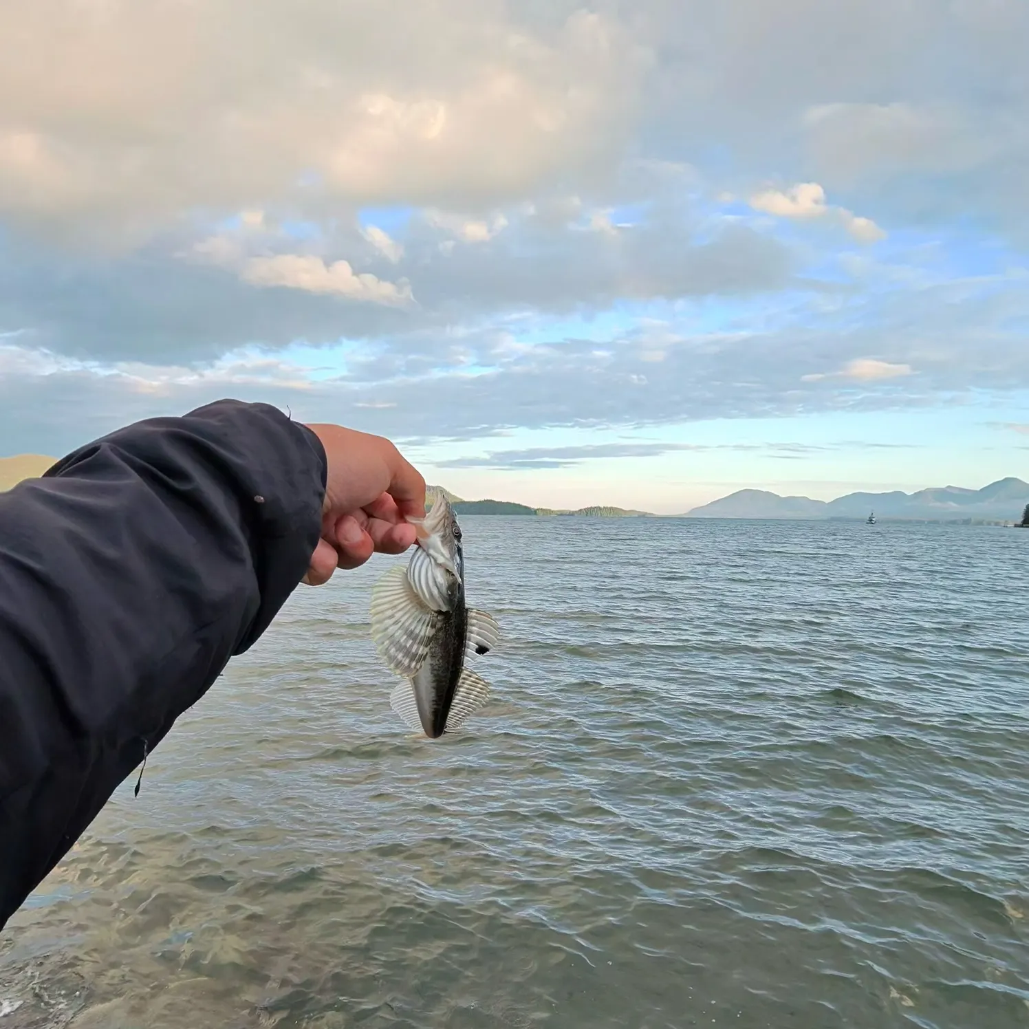 The most recent Pacific bluefin tuna catches on Fishbrain