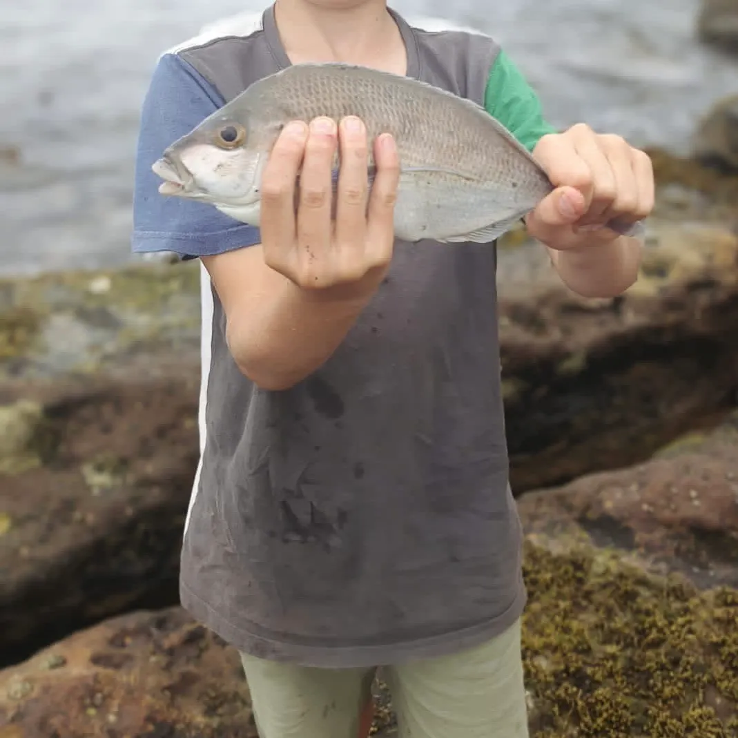 The most recent Blue morwong catches on Fishbrain