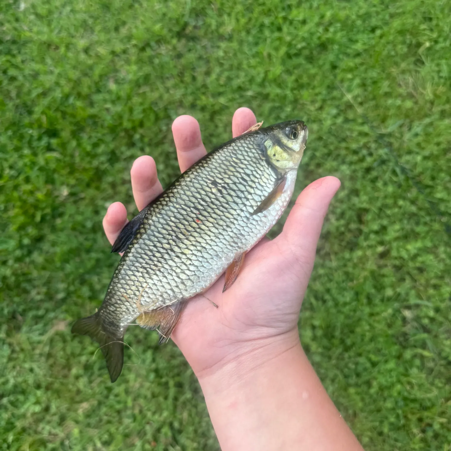Golden shiner caught on Fishbrain