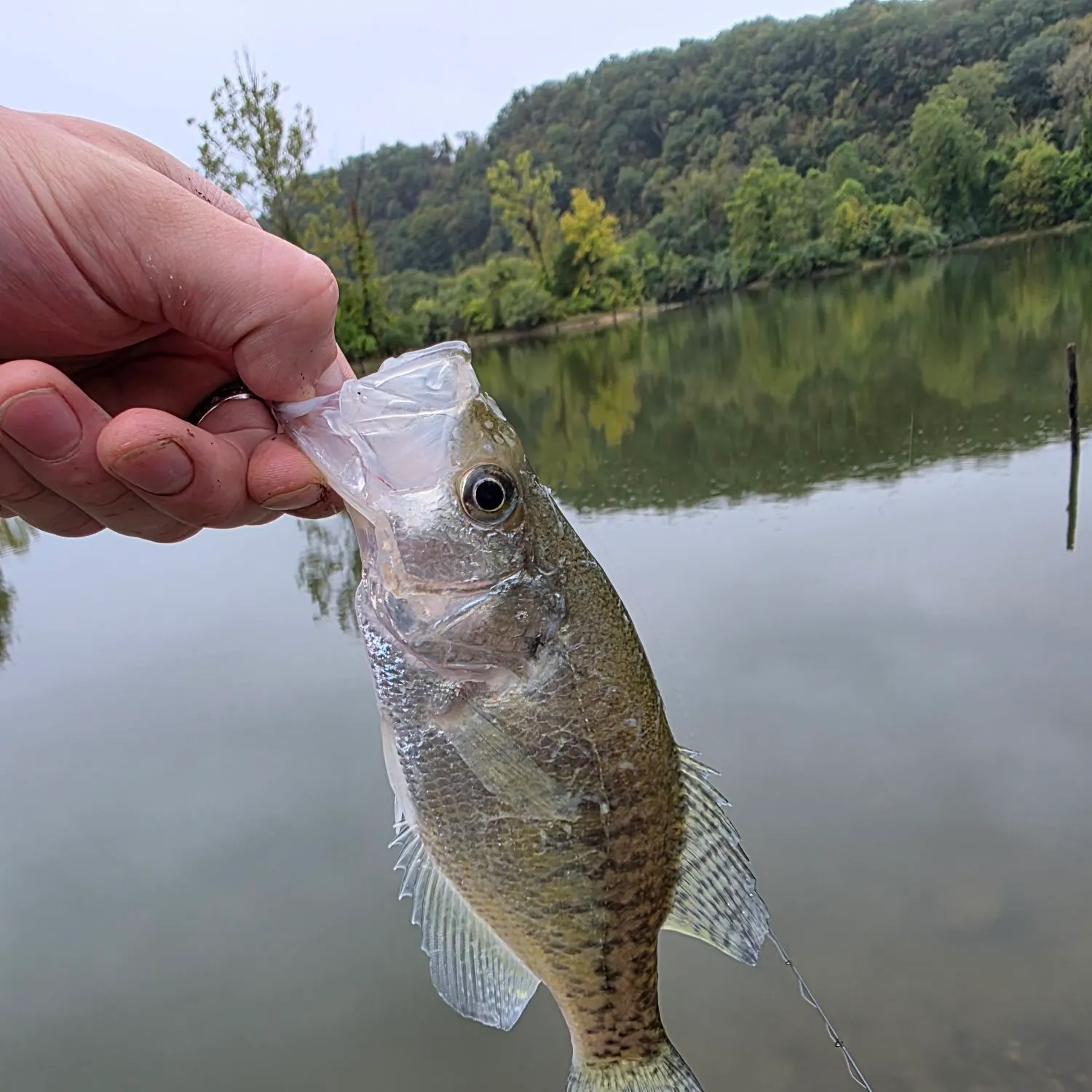 White crappie caught on Fishbrain