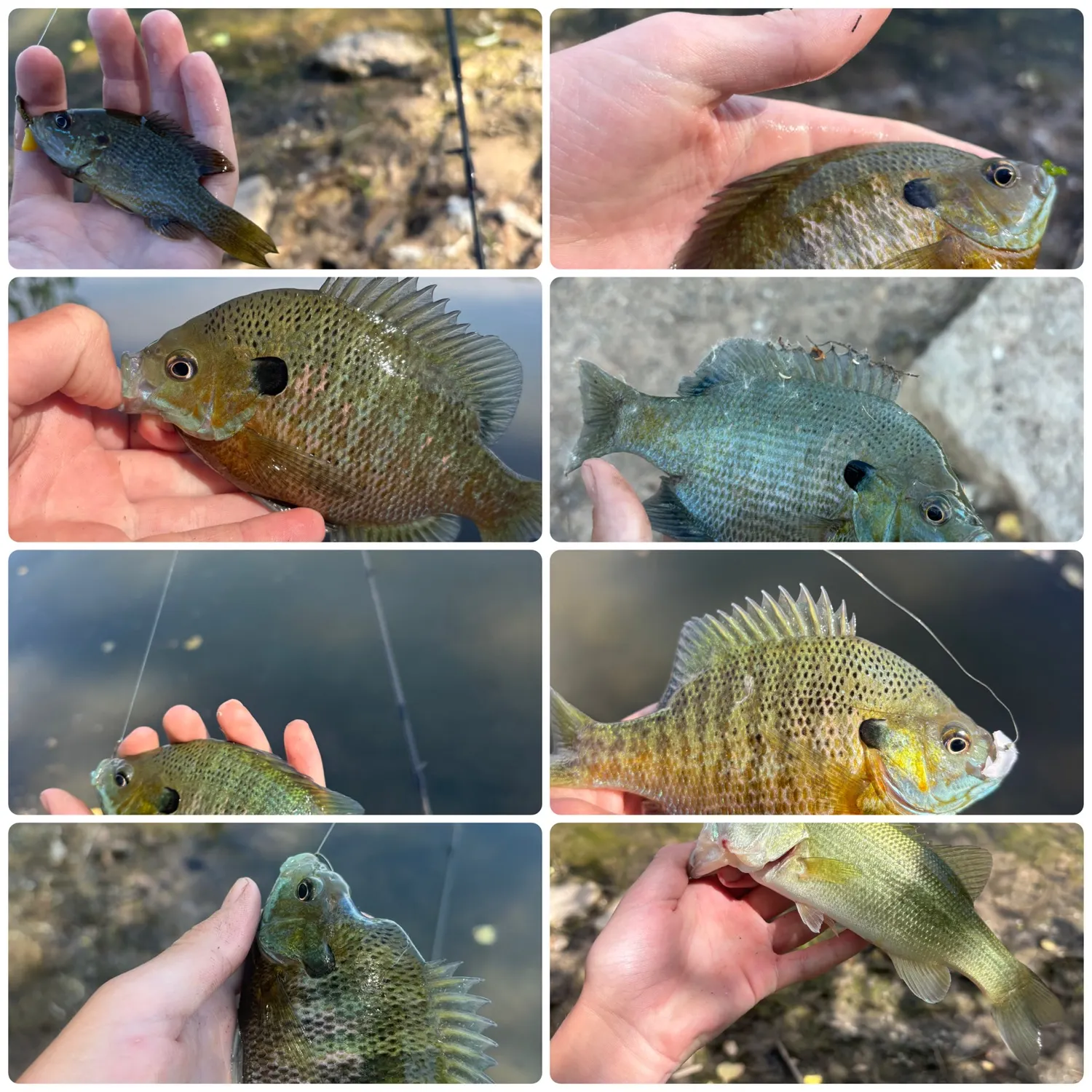 Fishing for Bluegill near you