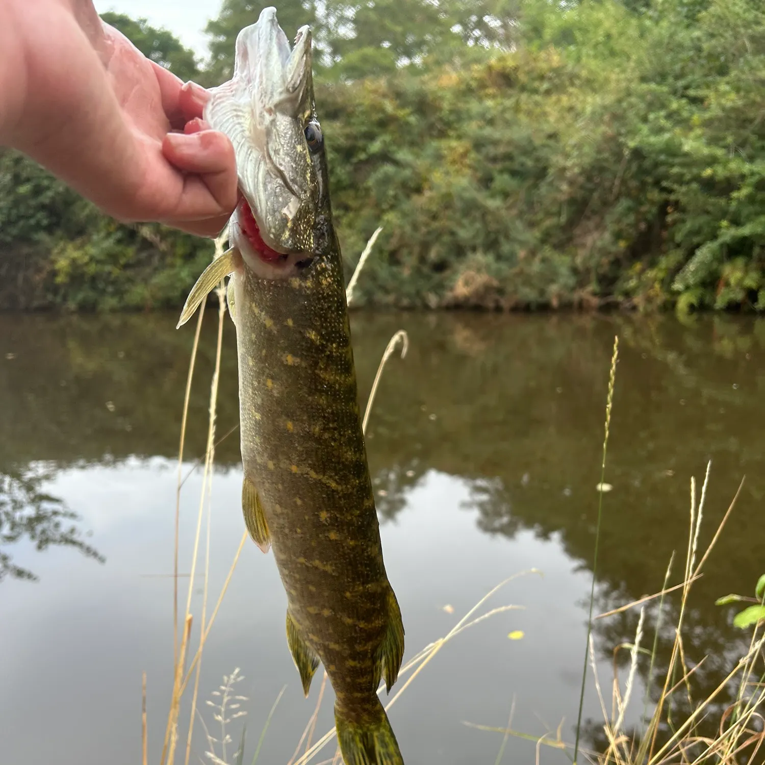 Northern pike caught on Fishbrain