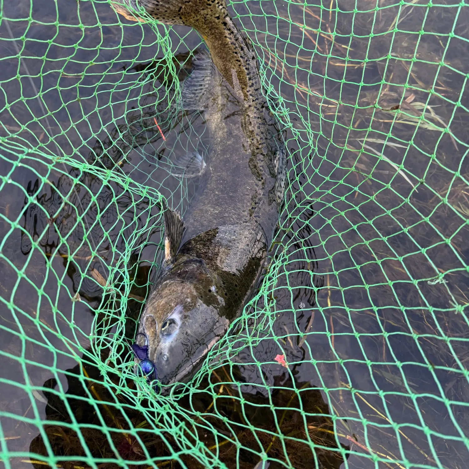 Chinook salmon caught on Fishbrain
