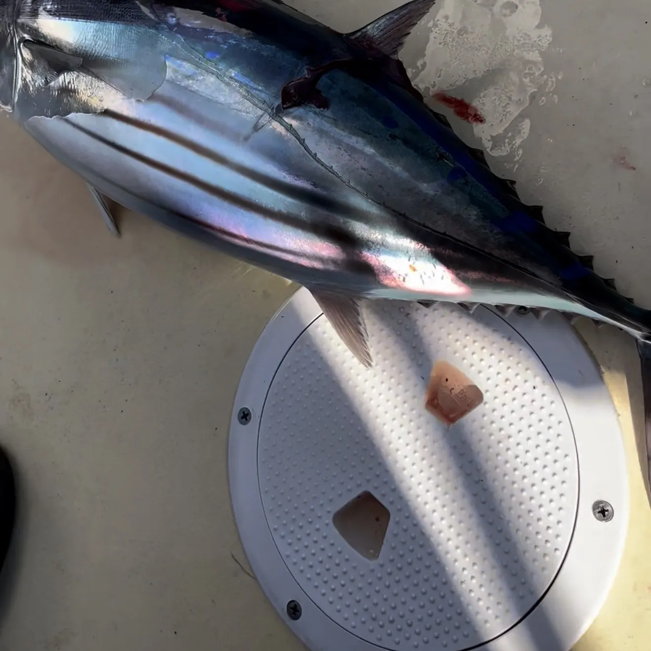 The most recent Skipjack tuna catches on Fishbrain