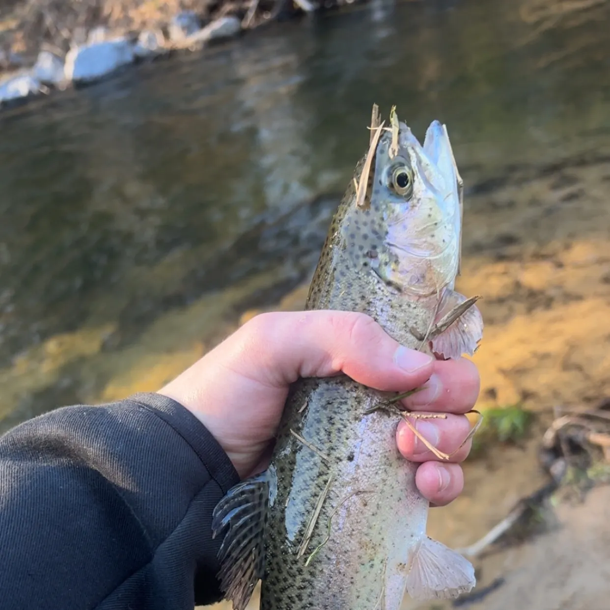 Rainbow trout caught on Fishbrain