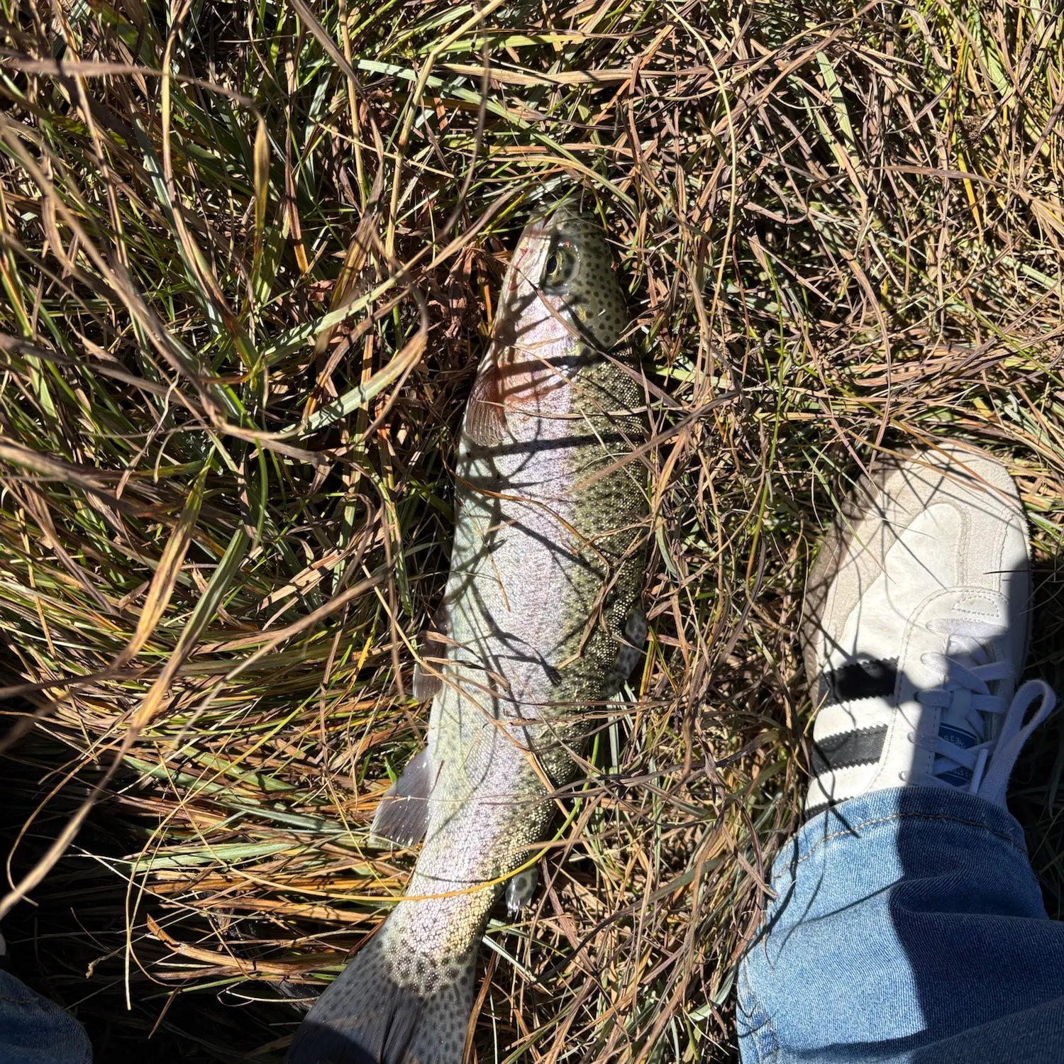 Rainbow trout caught on Fishbrain
